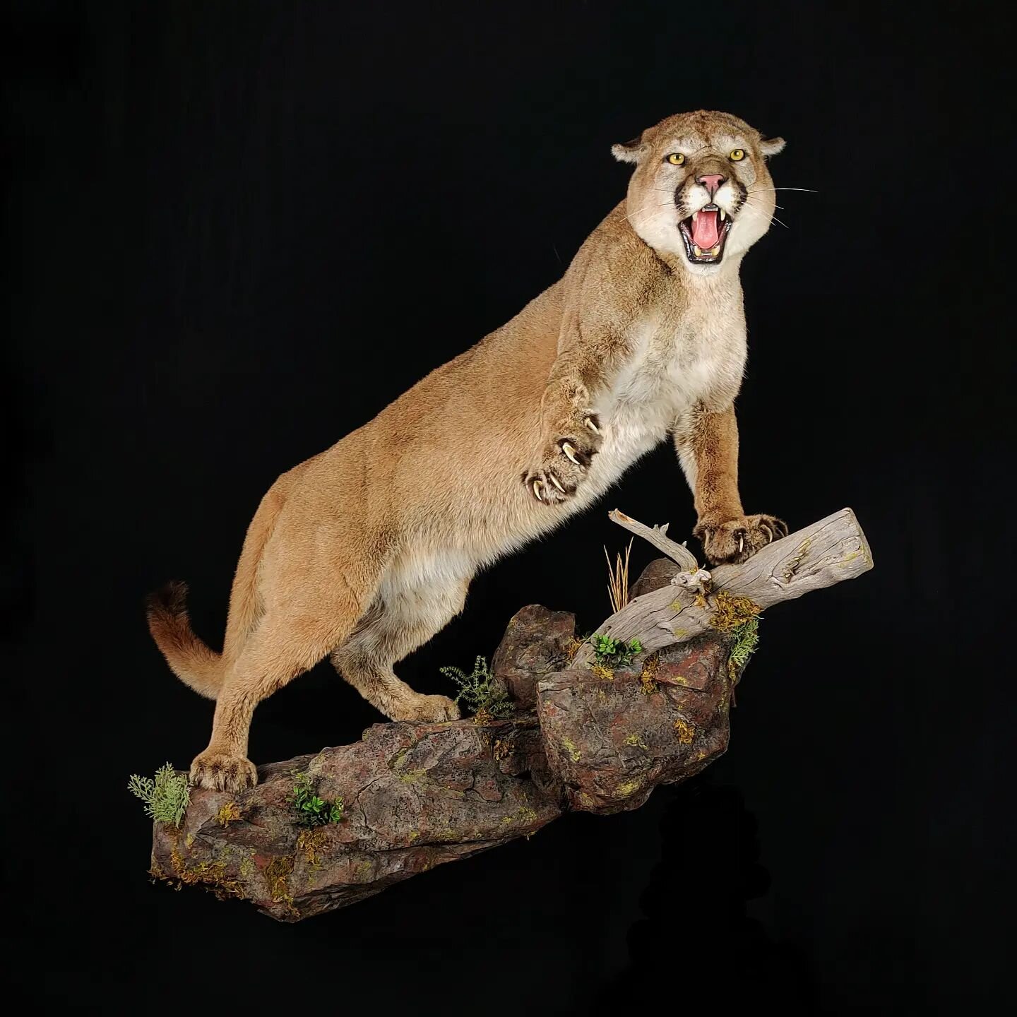 Big ol kitty ready to go home.  #mountainlionmonday #mountainlion #cougar #predator #predatorhunting #taxidermy #Idaho #idahotaxidermy #biggametaxidermy #lifesizetaxidermy #wildlifeart #mount