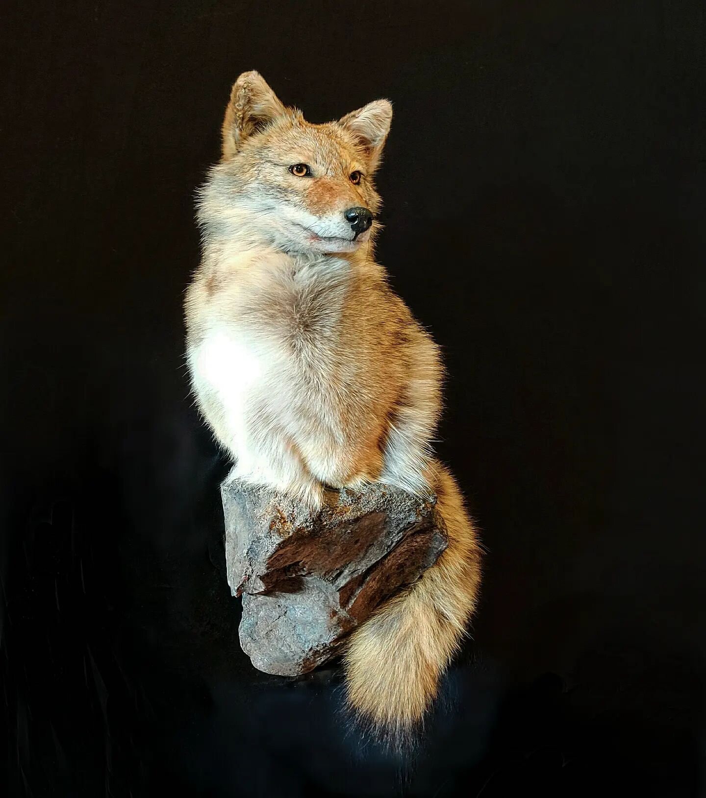 Cool little coyote shoulder mount we recently finished up. #taxidermytuesday #smallmammals #predatorhunting #predator #coyote #taxidermy #mammal #Idaho #varminthunting