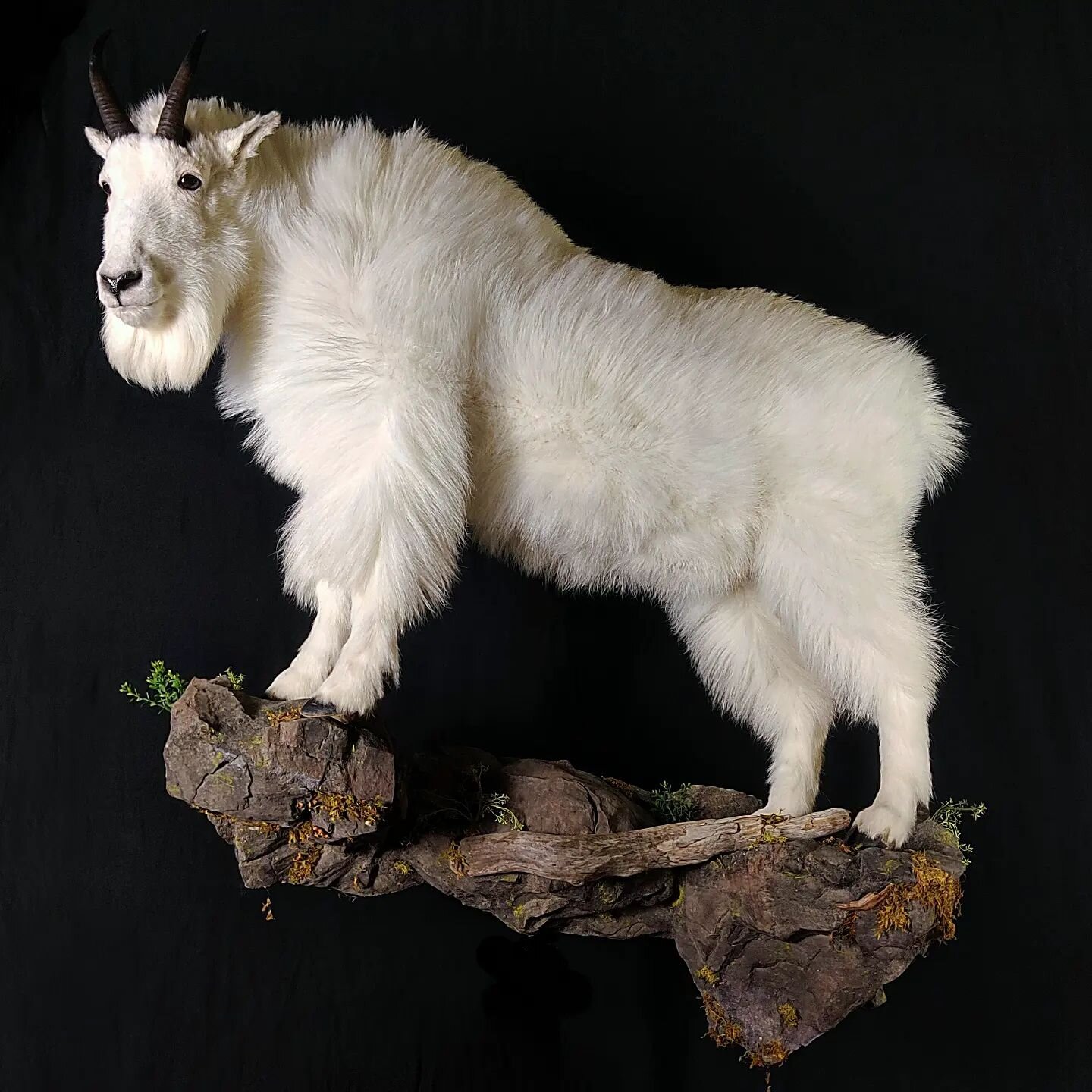 Beautiful Idaho mountain goat we finished up and is now in his new home. #mountaingoatmonday #mountaingoat #goat #idaho #hunting #biggame #biggamehunting #taxidermy #idahotaxidermy #idahotaxidermy #biggametaxidermy #wildlifeart