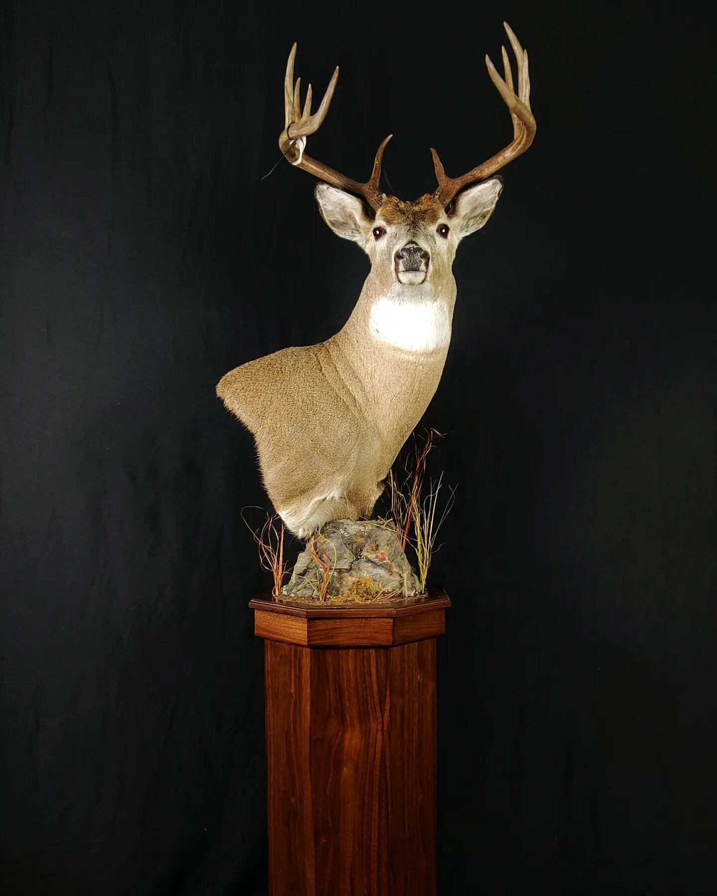 Beautiful whitetail pedestal finished up. #whitetailwednesday #whitetail #whitetaildeer #whitetailhunting #deer #biggame #idahotaxidermy #taxidermy