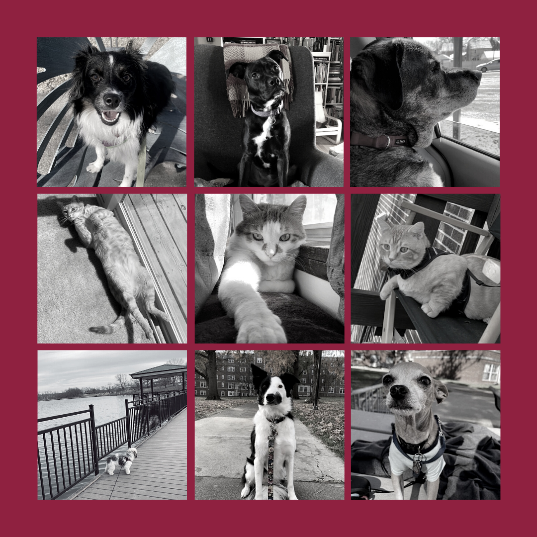 Pet post.png