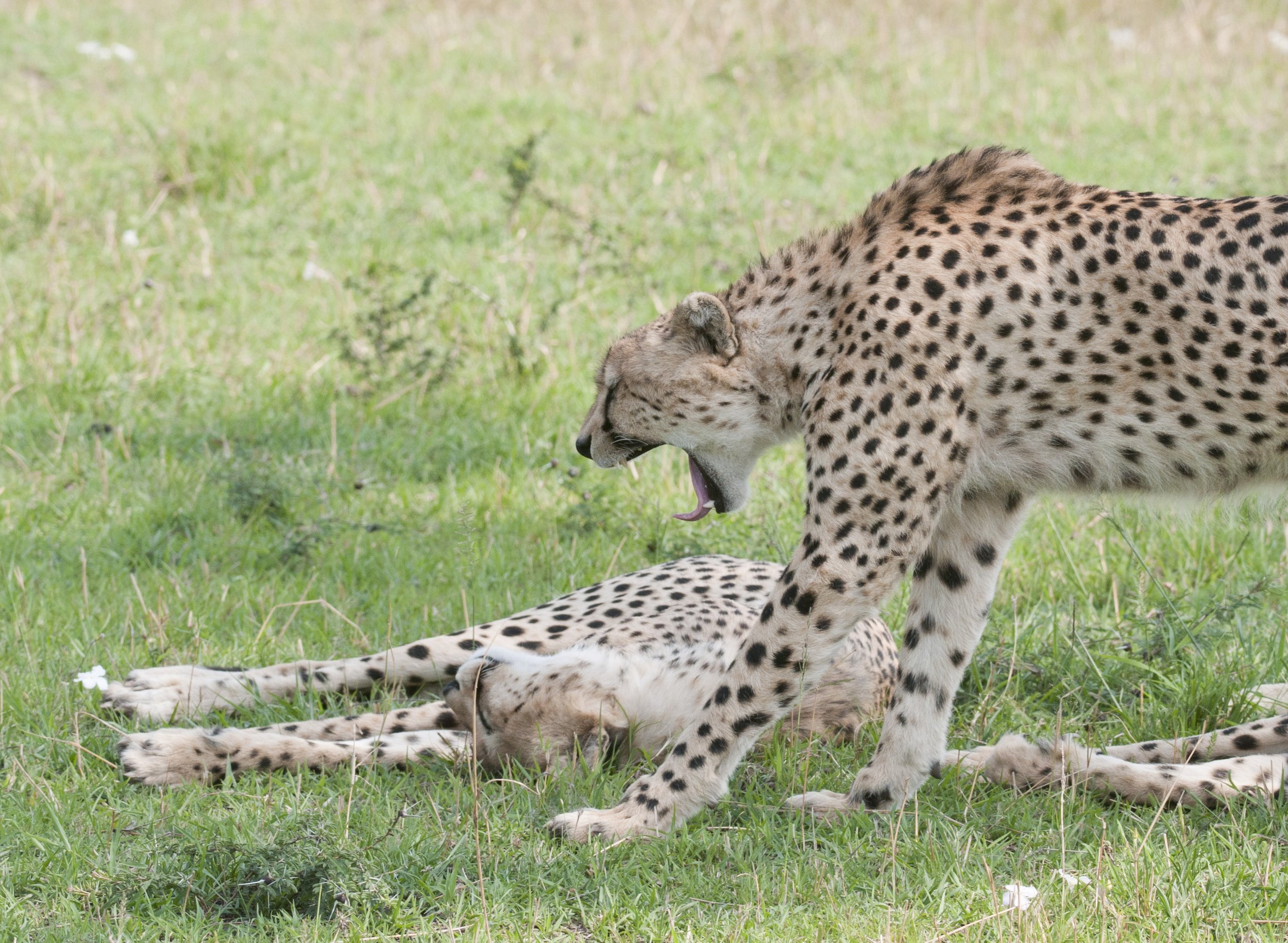 Cheetah Yawn.JPG