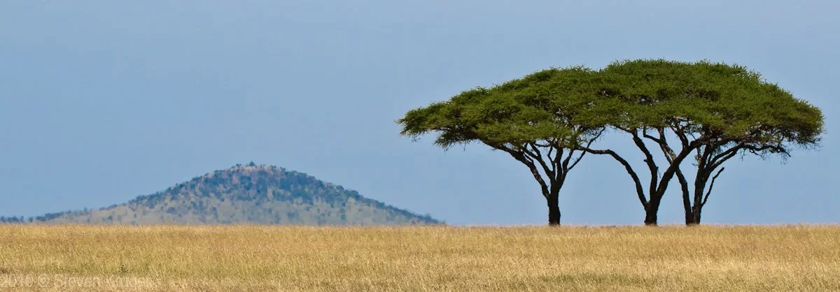 Serengeti.jpg