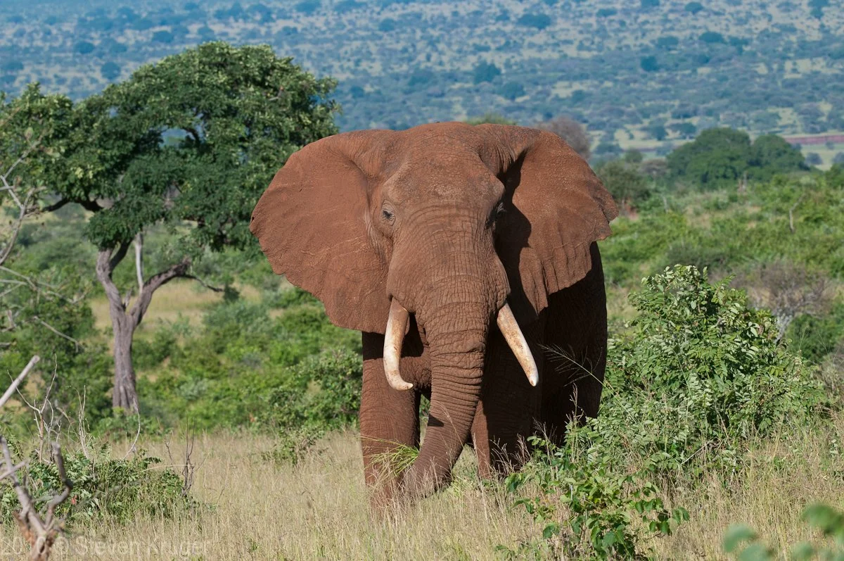Elephant_2-133823.jpg