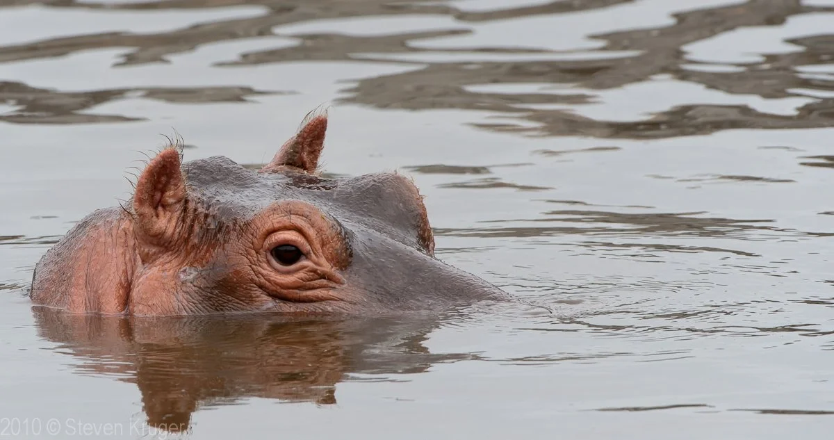 Hippo2-.jpg