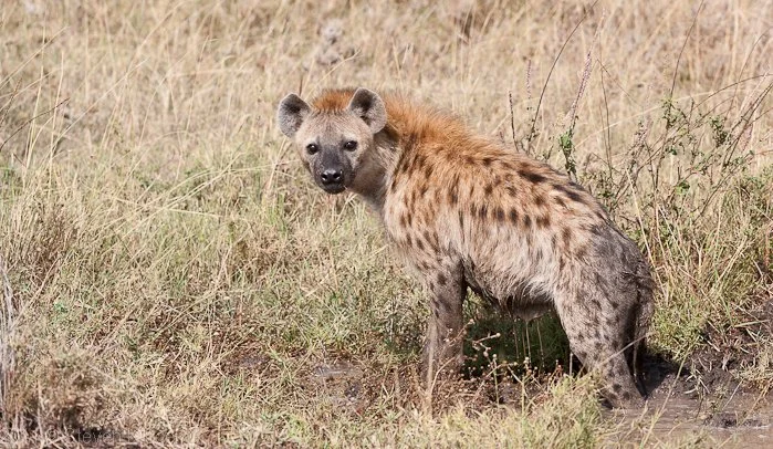 Hyena.jpg