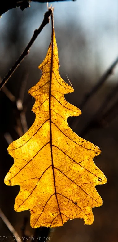 Late fall....oak leaf.jpg
