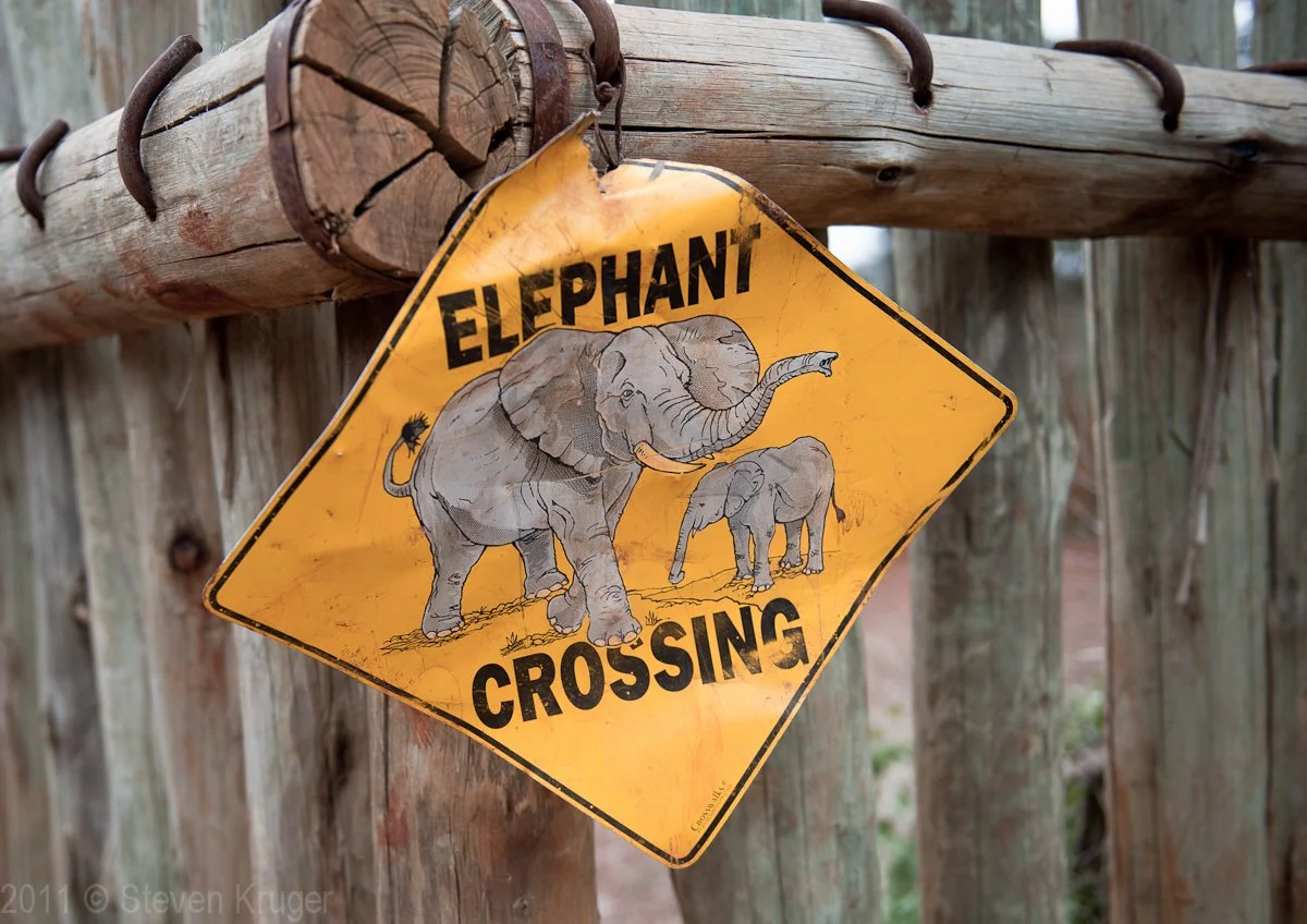 Elephant_Xing-9984.jpg