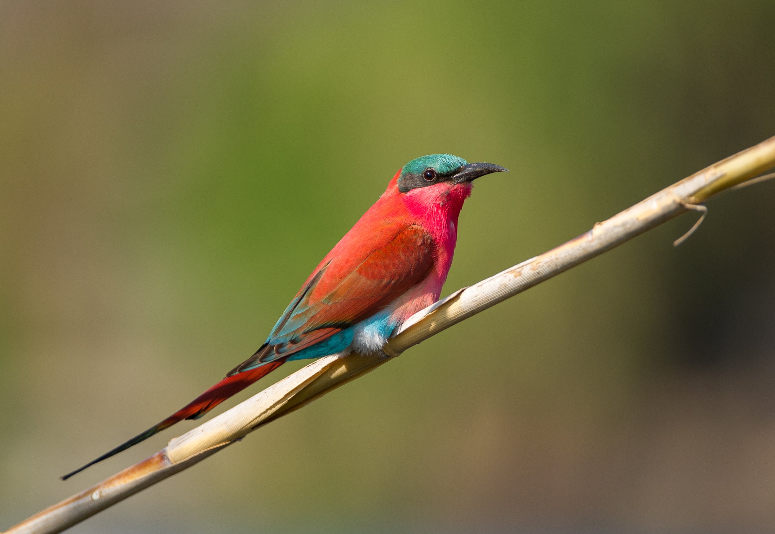 Carmine Bee-eater.jpg