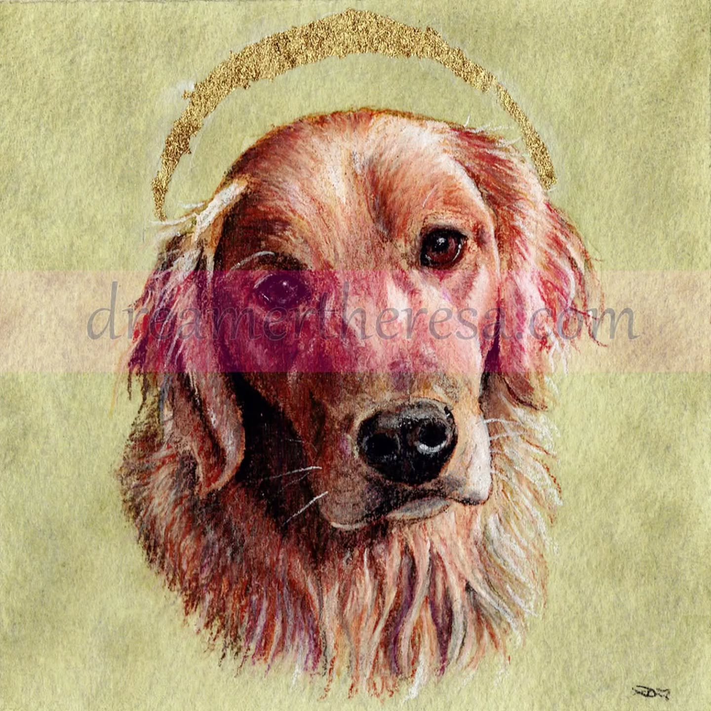 This is Tucker, the first subject in my "Halos Over the Rainbow" project I'll talk more about soon.

He has been received by his wonderful human.

Graphite, watercolor, color pencil

#goldenretriever #dog #dogart #art
