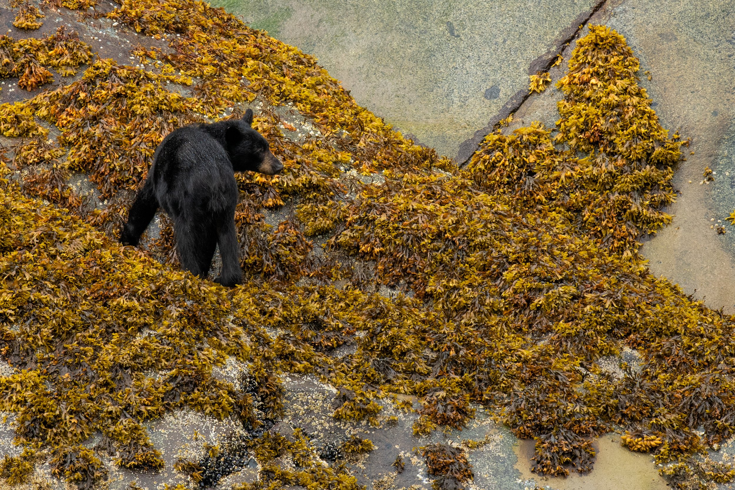 D85_8390.jpg