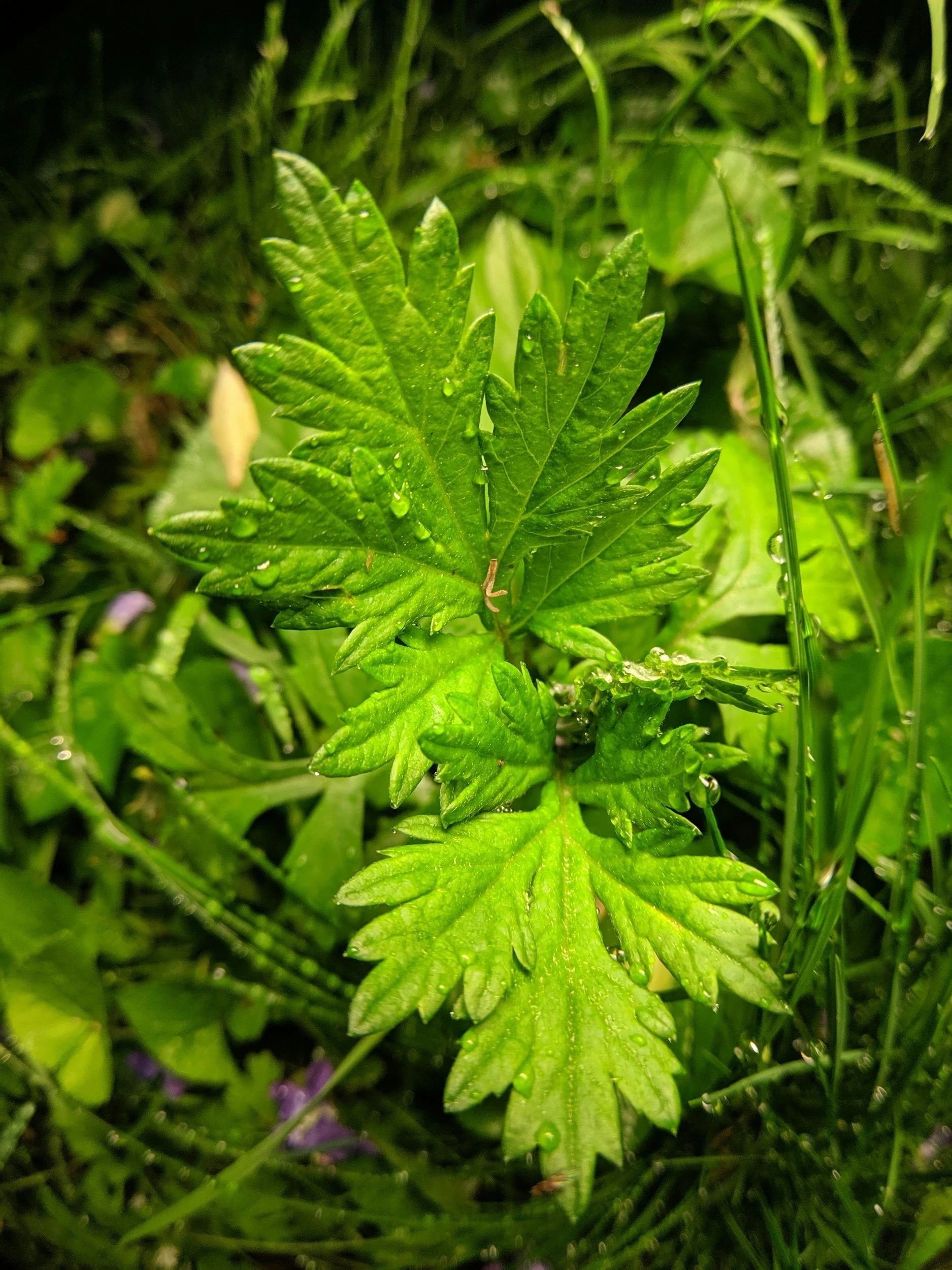 A green weed looking plant is highlighted in a grassy patch. It is Mugwort, showing its distinct scalloped shape.