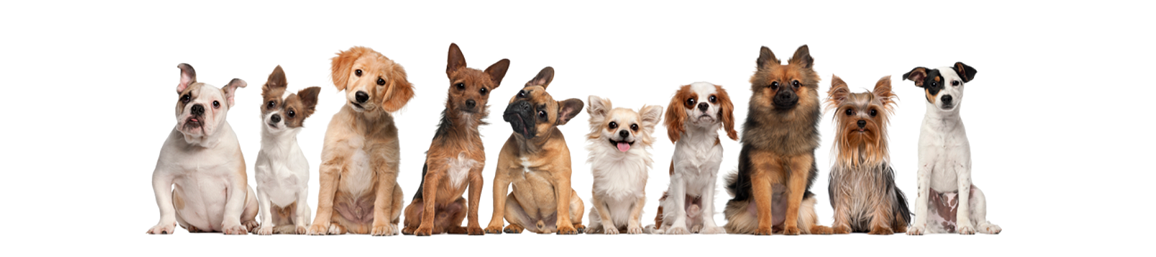 Groupe de dix chiens de différentes races assis en ligne sur fond blanc.