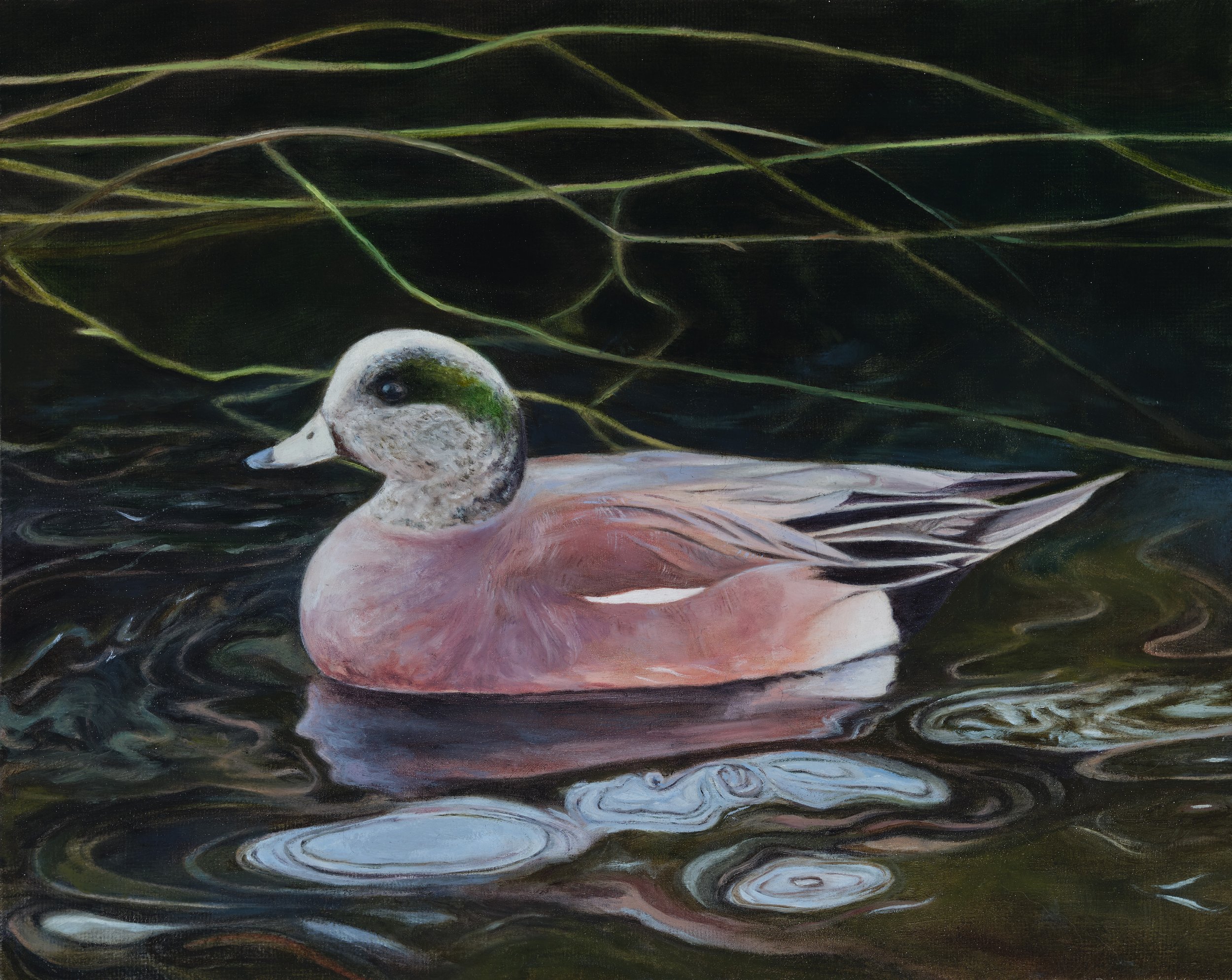 American Wigeon (2026). Oil on panel, 8"h x 10"w. 