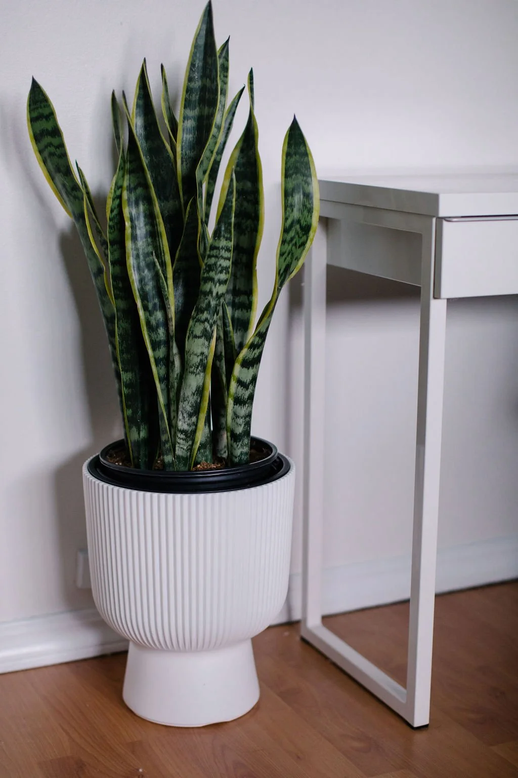 A tall snake plant with pointed, green variegated leaves with yellow edges in a ribbed white ceramic pot placed on a hardwood floor next to a white modern side table.