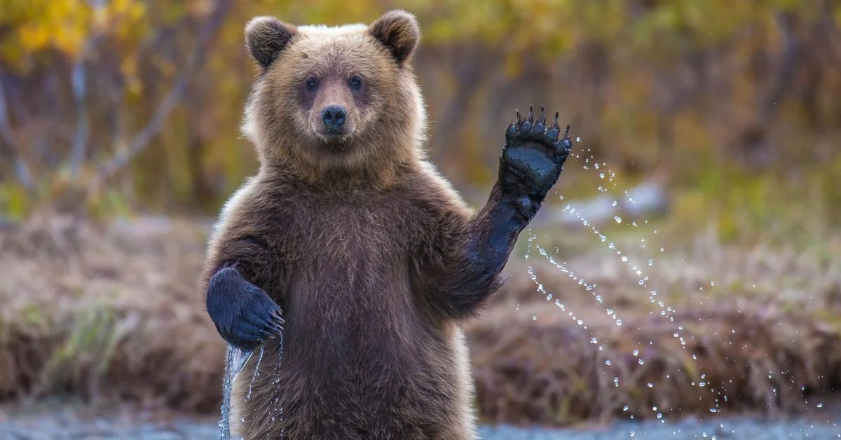 Surviving the 2022 Bear Market