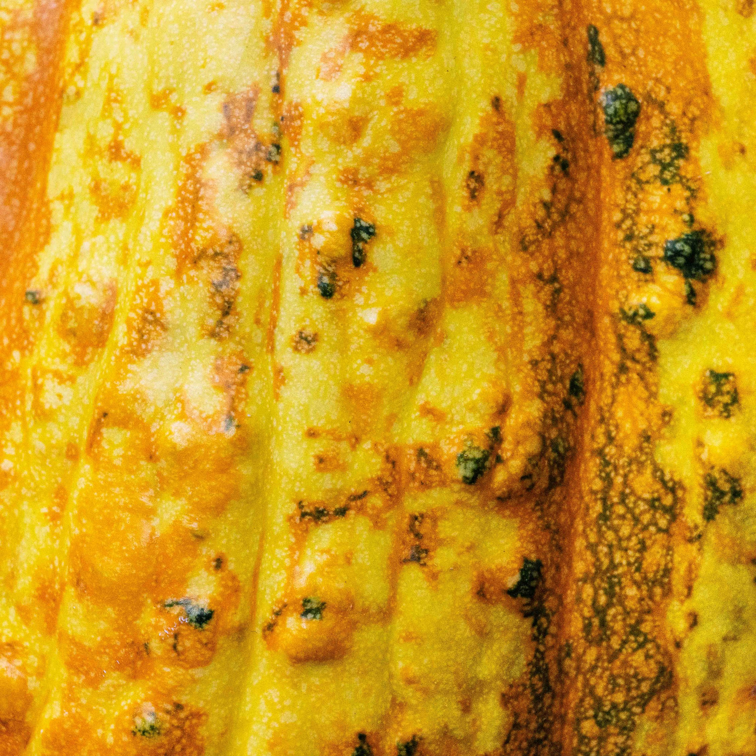 Pumpkin Squares-web-18.jpg