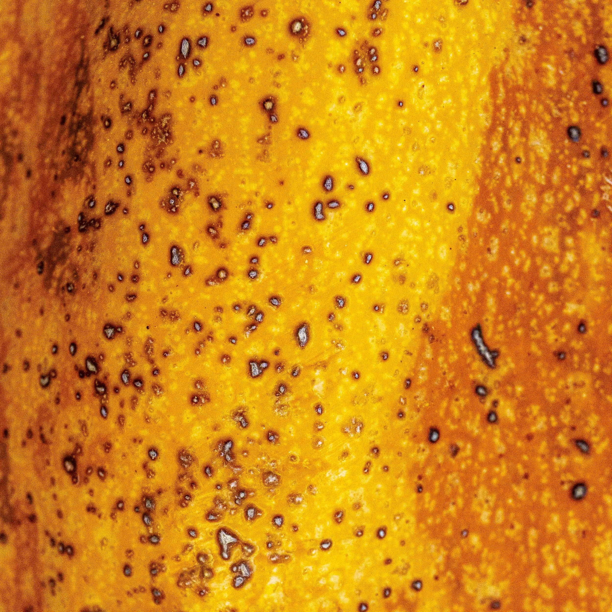 Pumpkin Squares-web-7.jpg