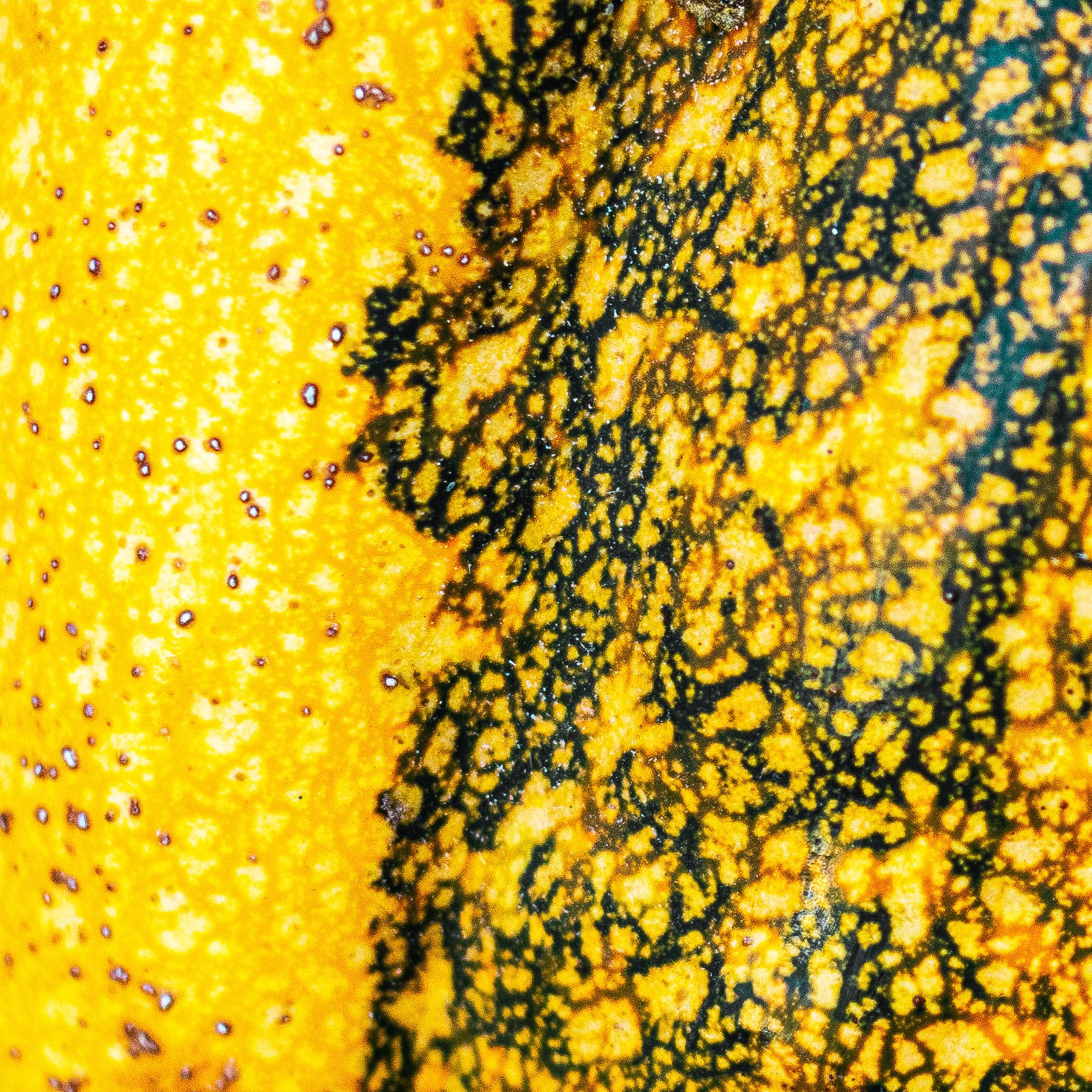 Pumpkin Squares-web-14.jpg