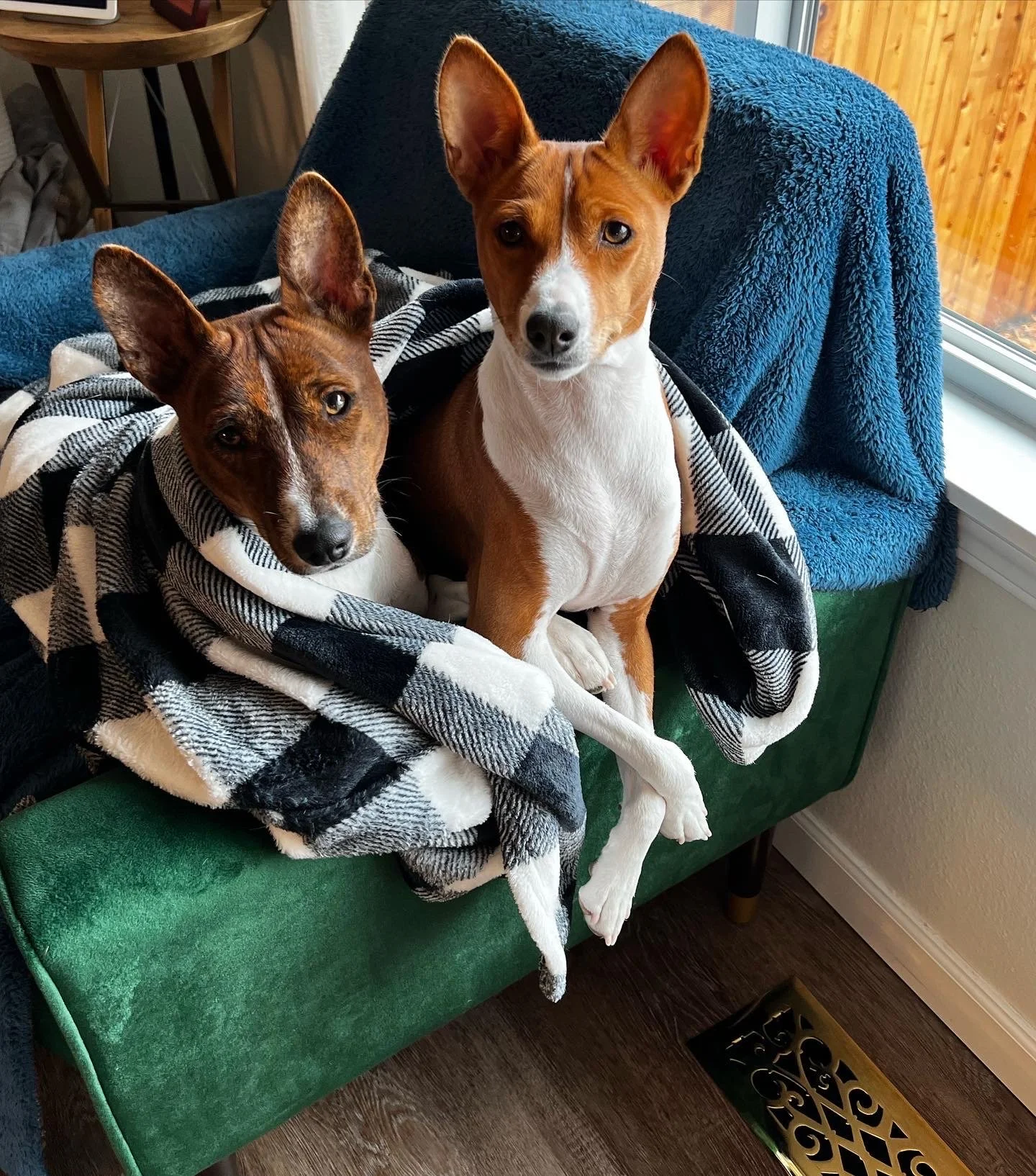The Basenji Pups, Anouk and Klaus