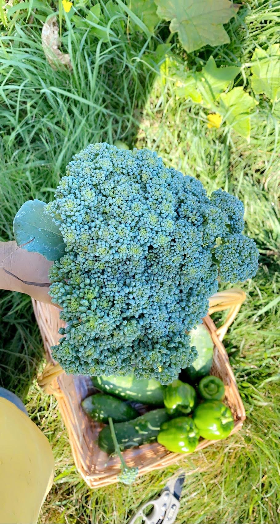 broccoli.jpg