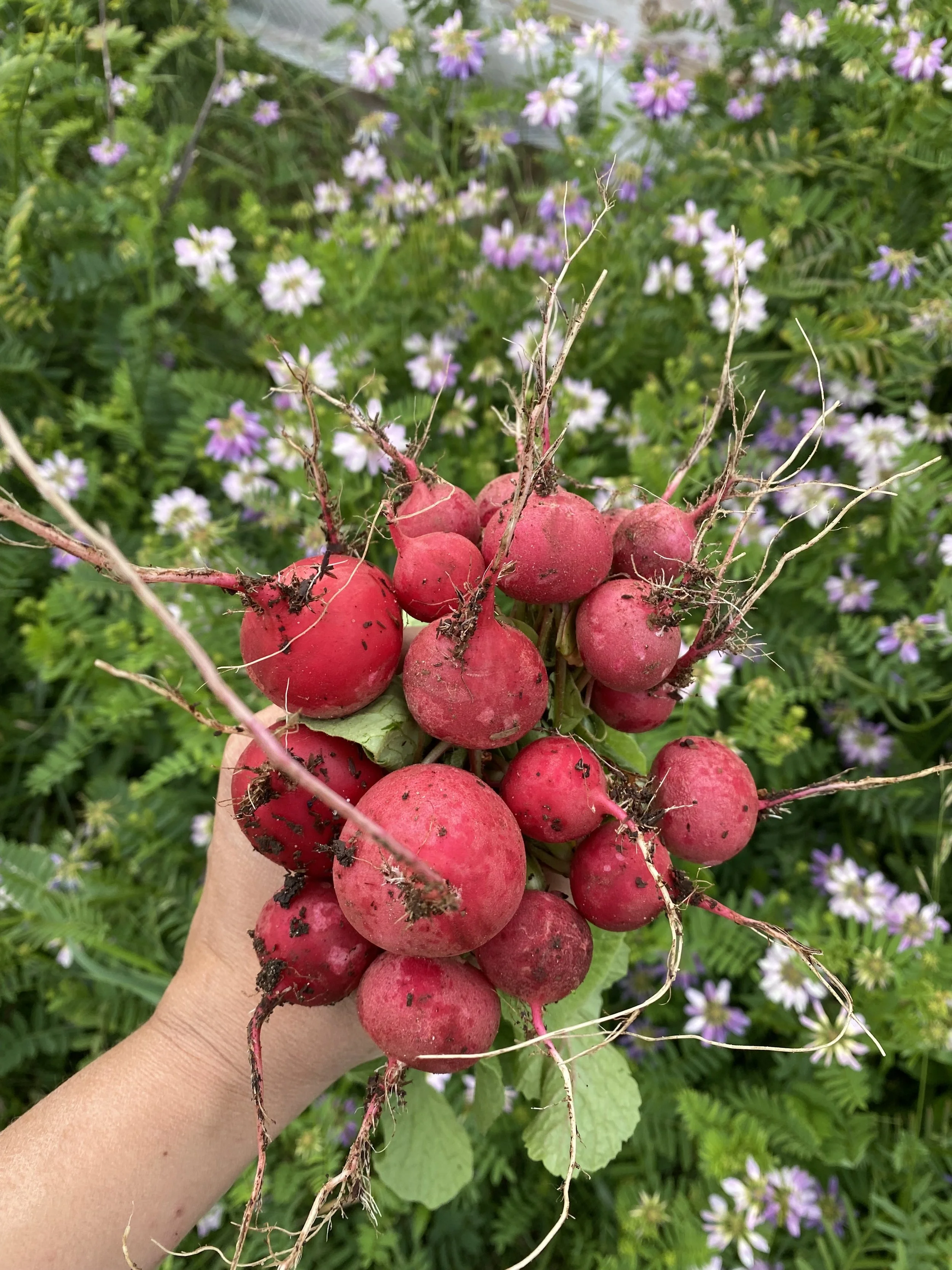 Hand holding freshly harvested red radishes with dirt, grass, and purple and white flowers in the background.