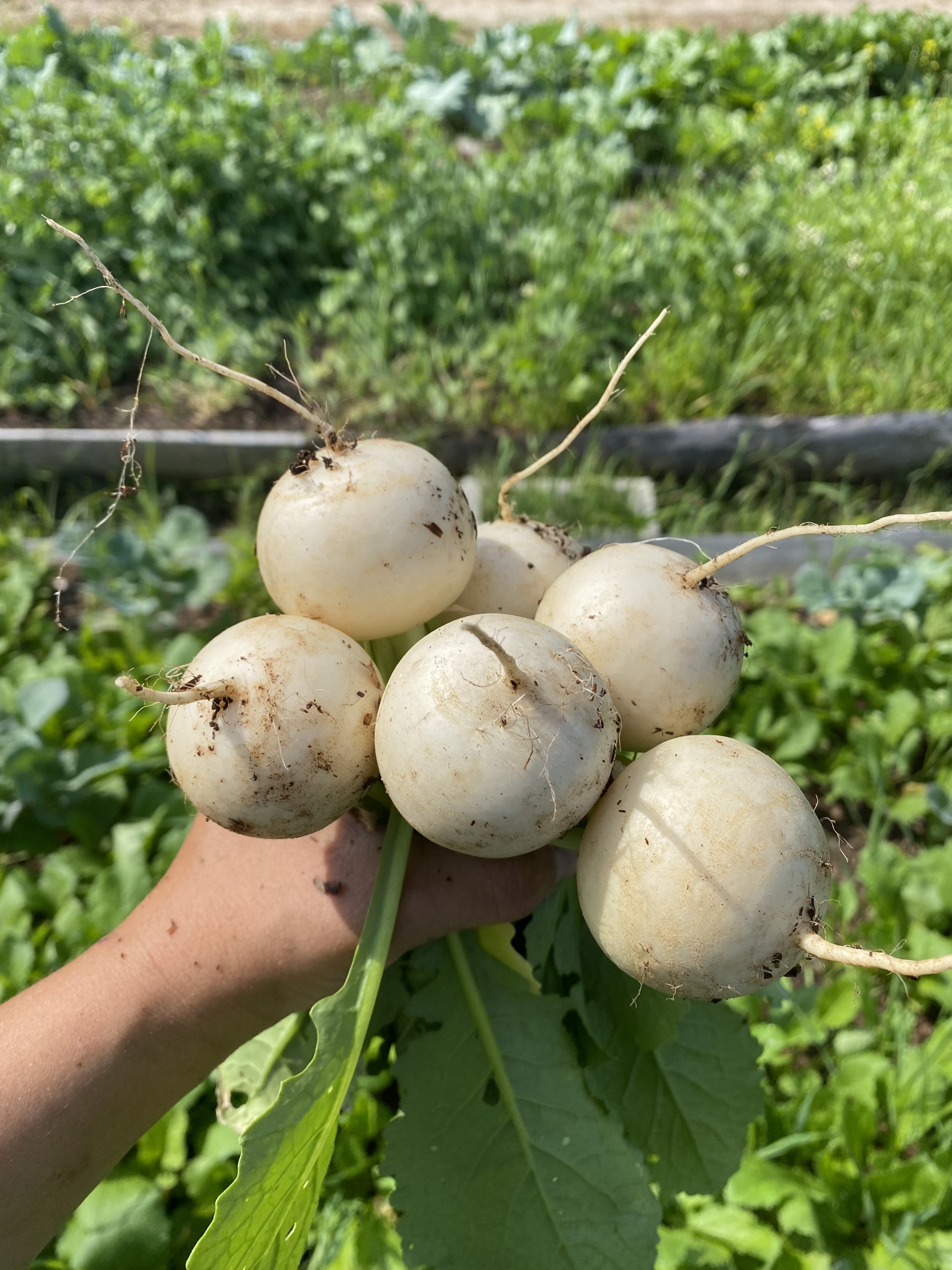 Person holding freshly harvested turnips with dirt on their white skin. Green garden with leafy plants in the background.