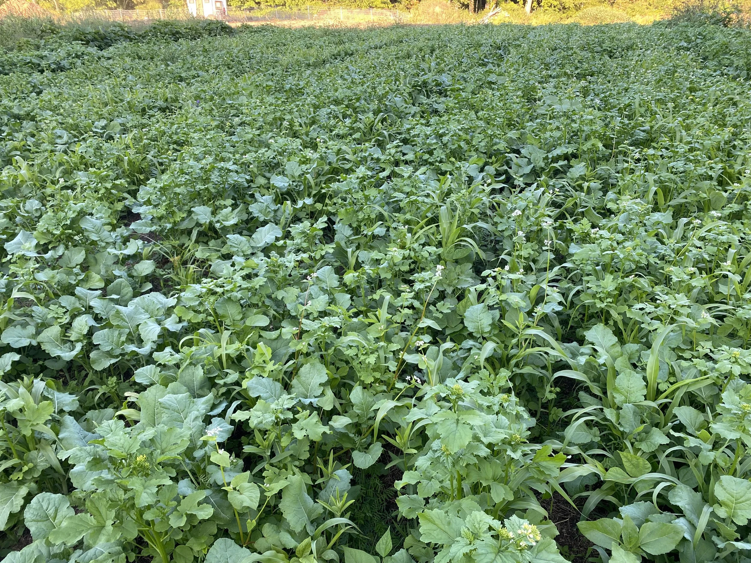 A lush green field with a mixture of leafy plants and grass, possibly a farmland or garden, under clear daylight.