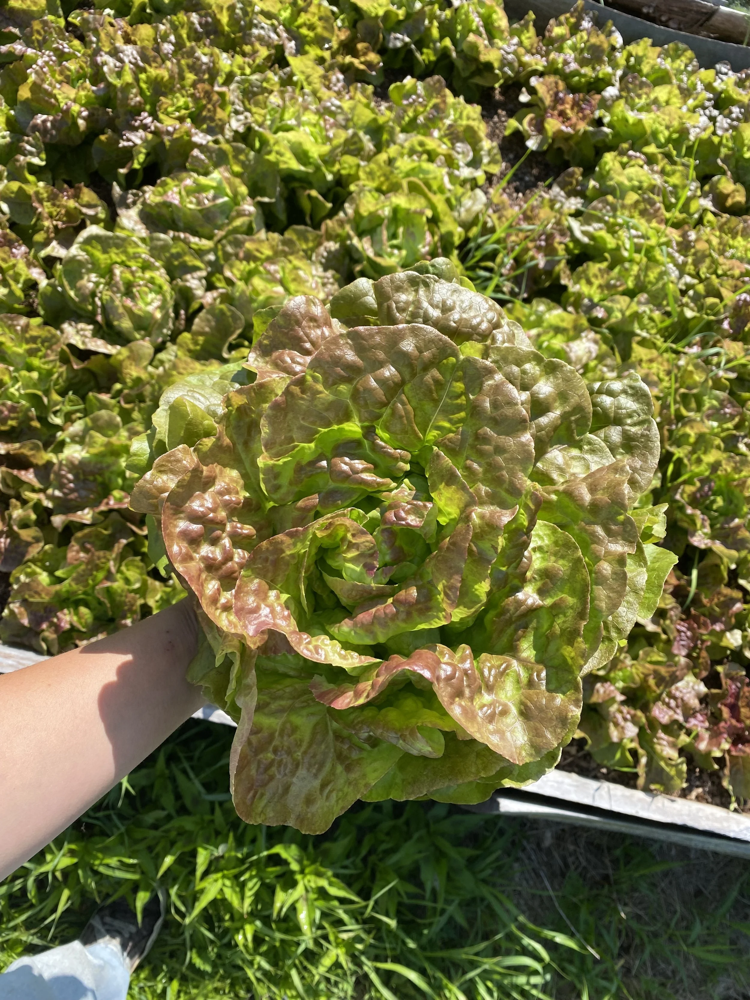 Person holding a fresh, red and green leaf lettuce in a garden with rows of similar lettuce plants.