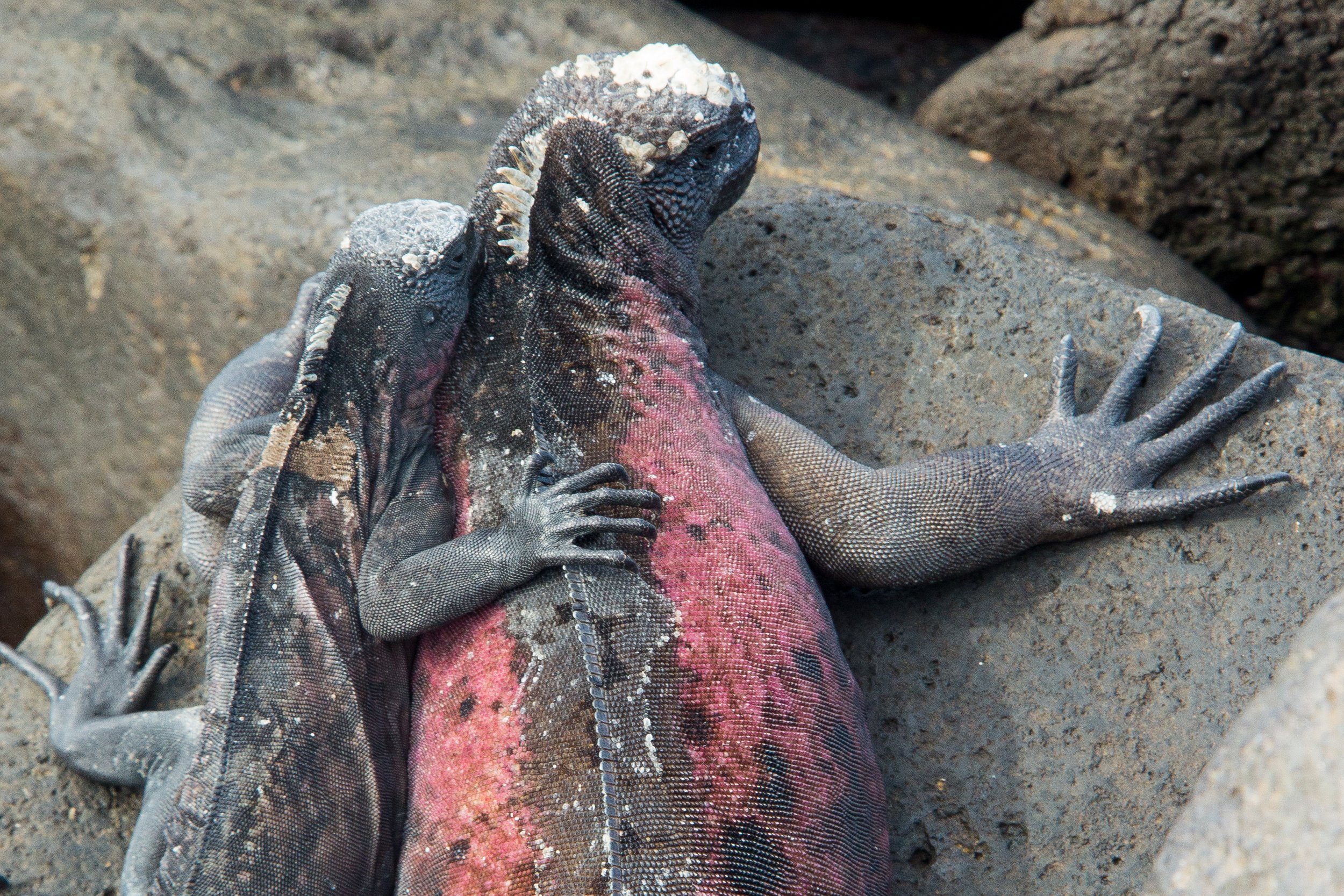 Two marine iguanas embrace on Isla Santa Cruz in the Galápagos.