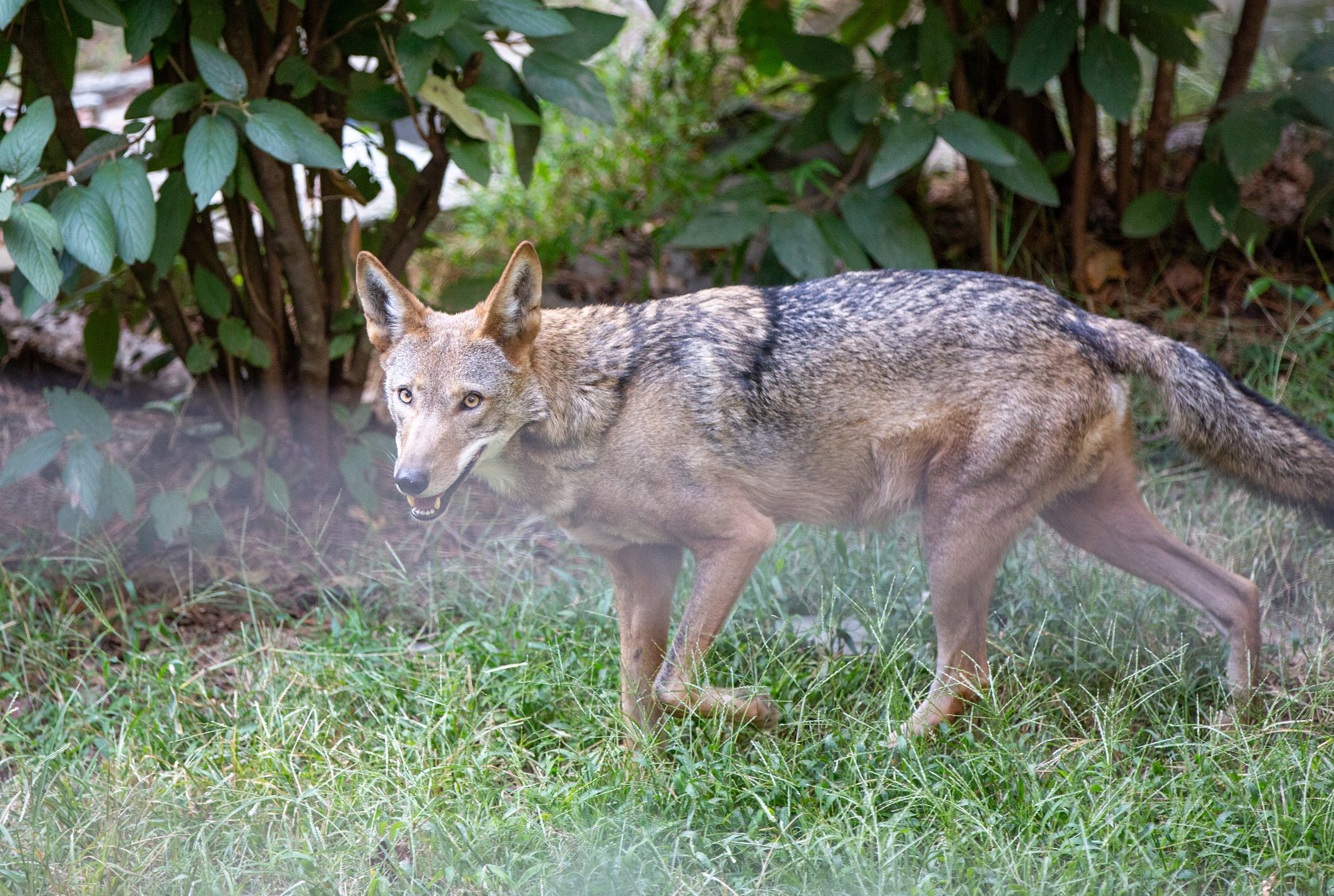 A critically endangered red wolf smiles for the camera at the Museum of Life + Science in Durham, North Carolina.