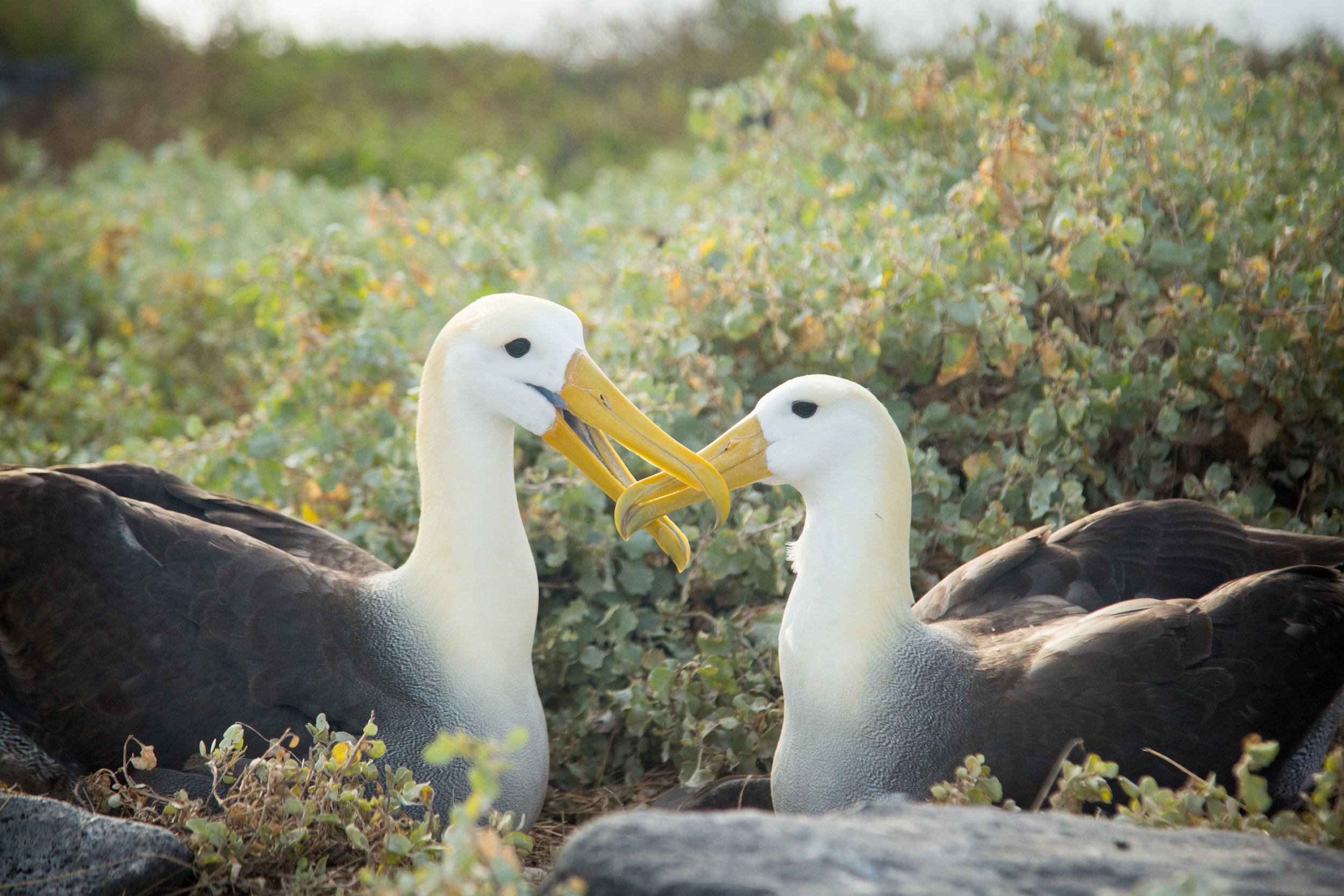 Two waved albatrosses engage in a mating ritual on Española Island in the Galápagos.