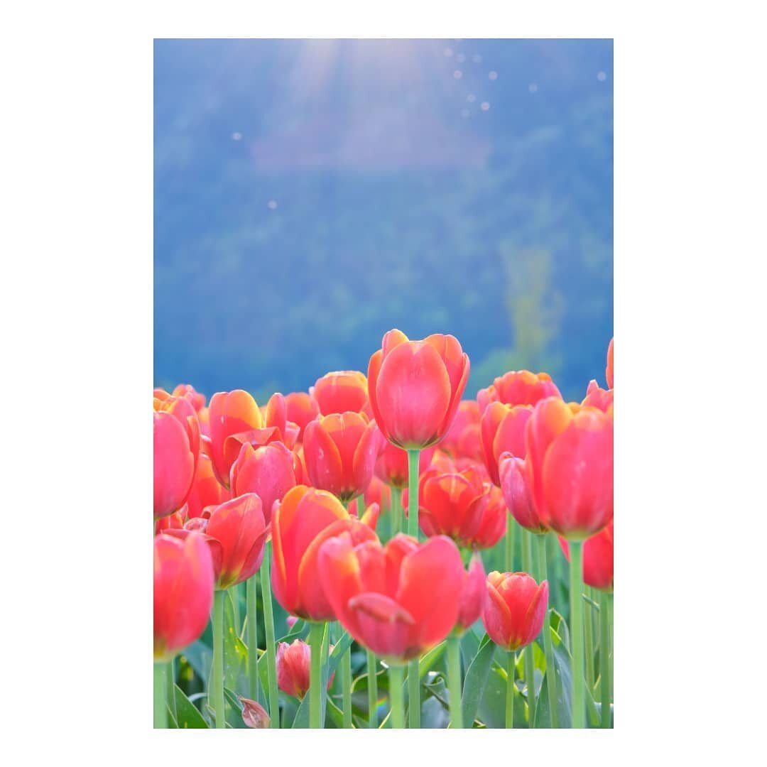 💐🌹🌷🌺

#canada #britishcolumbia #vancouver #chilliwack #tulips #chilliwacktulipfestival #chilliwacktulipfest #tulipsofthevalley #chilliwacktulips #tulipseason #tulipfestival #flowers #bloom #spring #springtime #springvibes #photography #攝影 #fujifi