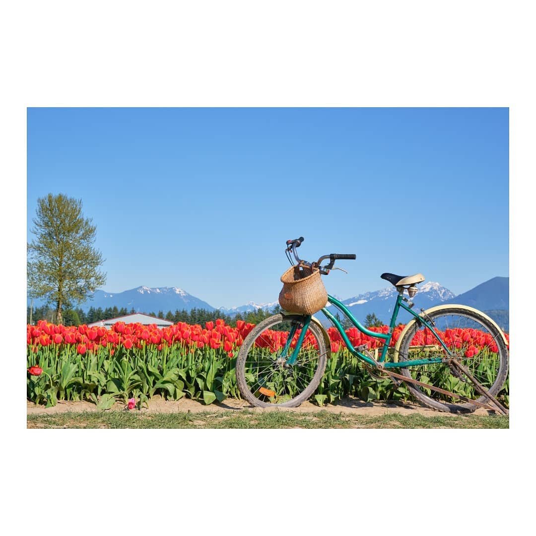 🌷🚵🌷🐶🌷👶🌄👫🌄

#canada #britishcolumbia #vancouver #chilliwack #tulips #chilliwacktulipfestival #chilliwacktulipfest #tulipsofthevalley #chilliwacktulips #tulipseason #tulipfestival #flowers #bloom #spring #springtime #springvibes #photography #