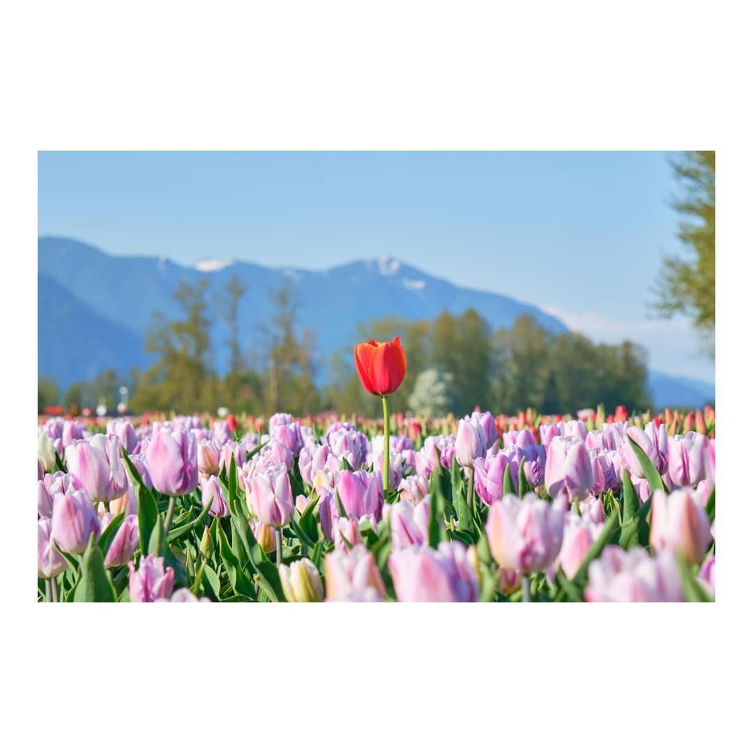 🌷🌷💡🌷🌷

#canada #britishcolumbia #vancouver #chilliwack #tulips #chilliwacktulipfestival #chilliwacktulipfest #tulipsofthevalley #chilliwacktulips #tulipseason #tulipfestival #flowers #bloom #spring #springtime #springvibes #photography #攝影 #fuji