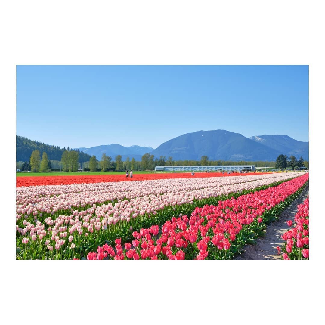 🌈🌷🌷💟🌷🌷

#canada #britishcolumbia #vancouver #chilliwack #tulips #chilliwacktulipfestival #chilliwacktulipfest #tulipsofthevalley #chilliwacktulips #tulipseason #tulipfestival #flowers #bloom #spring #springtime #springvibes #photography #攝影 #fu