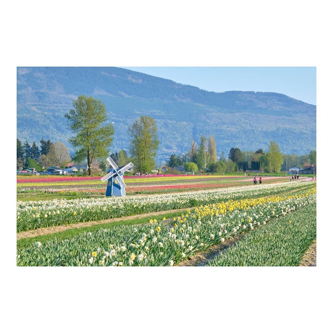 🌈🌈🤹🤹💐💐

#canada #britishcolumbia #vancouver #chilliwack #tulips #chilliwacktulipfestival #chilliwacktulipfest #tulipsofthevalley #chilliwacktulips #tulipseason #tulipfestival #spring #springtime #springvibes #photography #攝影 #fujifilm #discover