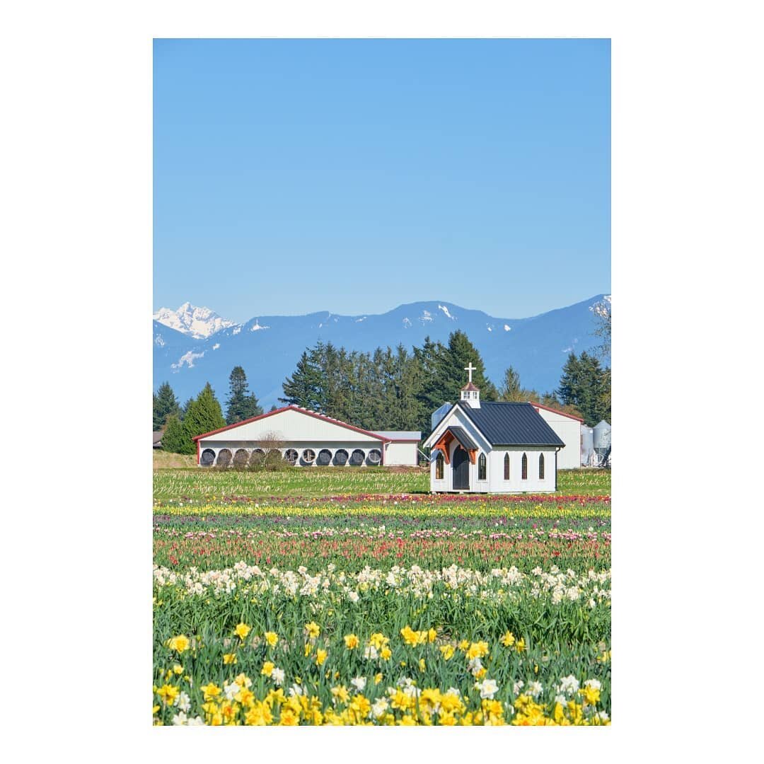 💐🌷💒🌷💐

#canada #britishcolumbia #vancouver #chilliwack #tulips #chilliwacktulipfestival #chilliwacktulipfest #tulipsofthevalley #chilliwacktulips #tulipseason #tulipfestival #spring #springtime #springvibes #photography #攝影 #fujifilm #discoverea