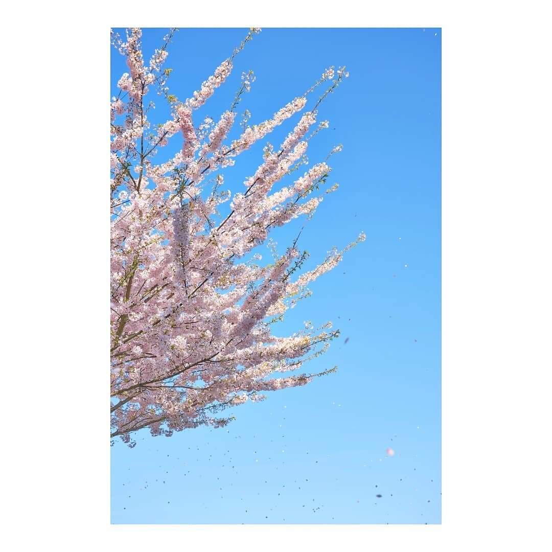 🌸🍃🌸🌱🌸🌲

#canada #britishcolumbia #vancouver #winonapark #yukonstreet #🌸 #cherryblossom #spring #springtime #springvibes #sakura #sakurablossom #桜&nbsp;#桜吹雪 #photography #攝影 #fujifilm #discoverearth #photodiary #photooftheday #picoftheday #2021