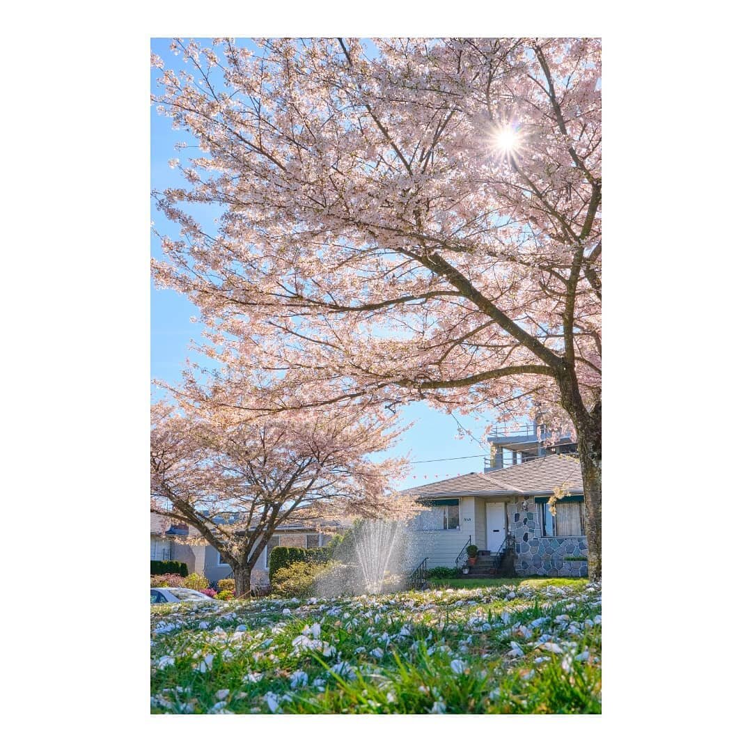 🌸💦🌸💦💦

#canada #britishcolumbia #vancouver #winonapark #yukonstreet #🌸 #cherryblossom #spring #springtime #springvibes #sakura #sakurablossom #桜 #photography #攝影 #fujifilm #discoverearth #photodiary #photooftheday #picoftheday #20210414 #hk #yv