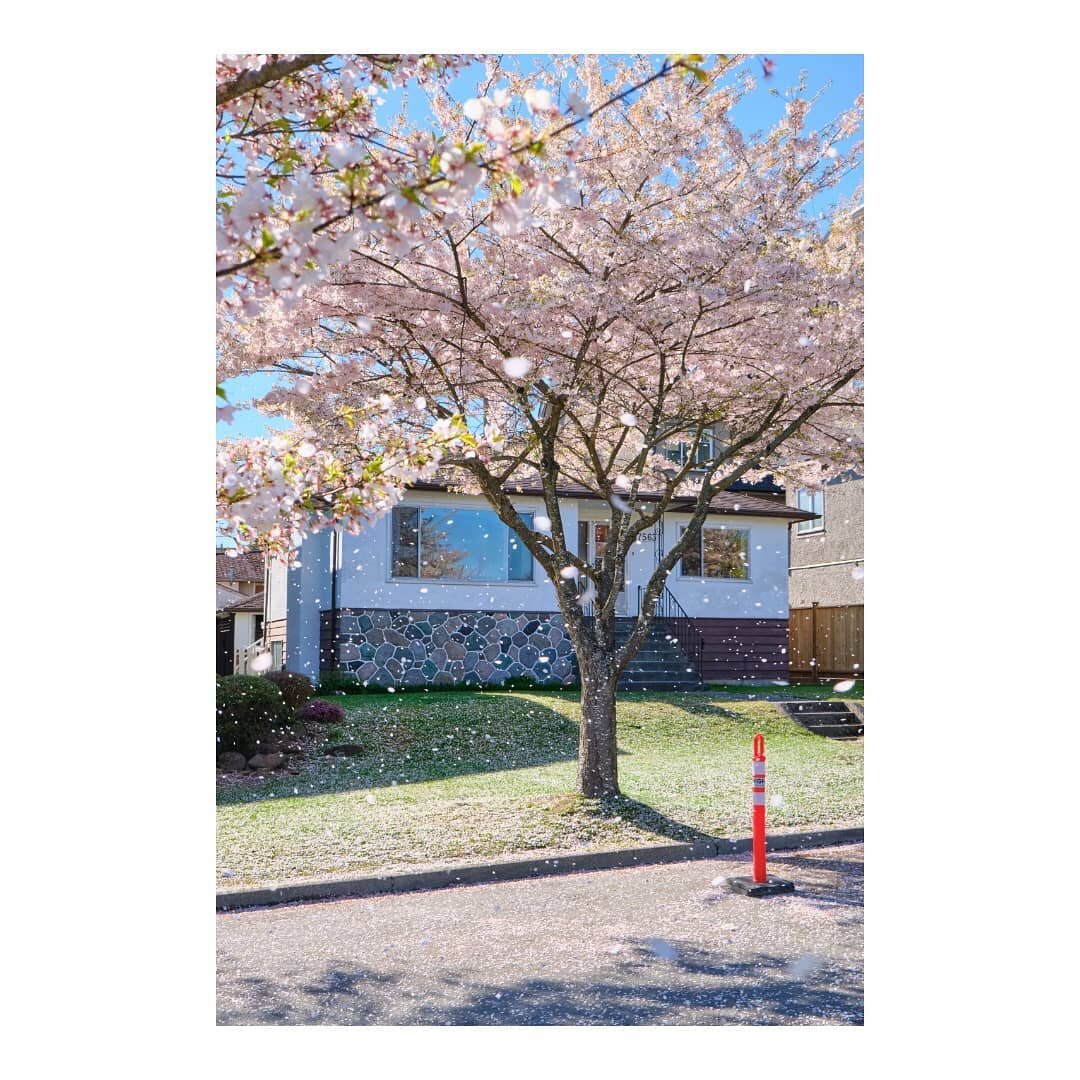 🌬️🌸🍃🌸🍃🌸🍃

#canada #britishcolumbia #vancouver #winonapark #yukonstreet #🌸 #cherryblossom #spring #springtime #springvibes #sakura #sakurablossom #桜&nbsp;#桜吹雪 #photography #攝影 #fujifilm #discoverearth #photodiary #photooftheday #picoftheday #2