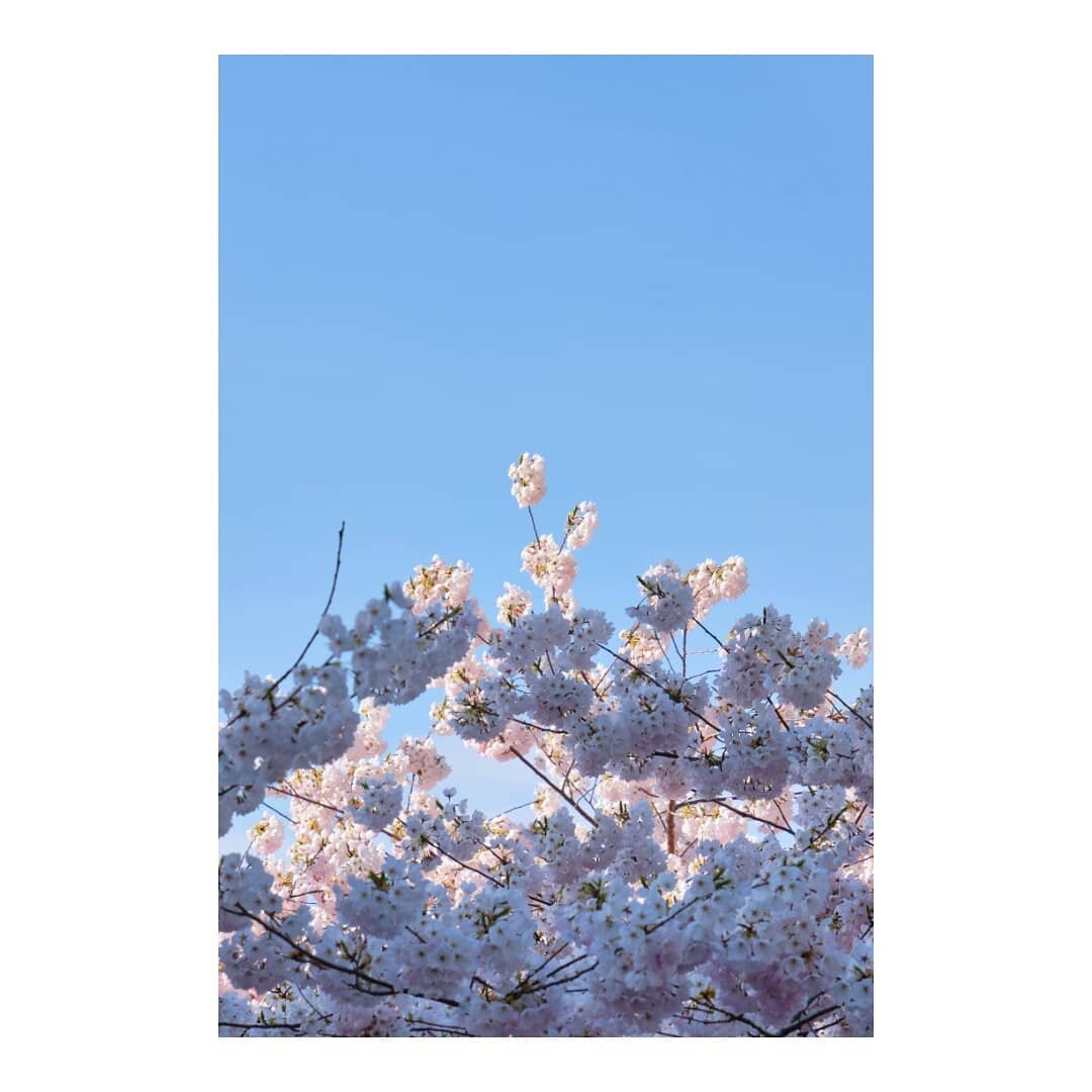 🌸🌸🌸🌸🌸

#canada #britishcolumbia #vancouver #burnaby #brentwood #cherryblossomgarden #cherryblossom #spring #springtime #springvibes #sakura #sakurablossom #桜  #photography #攝影 #fujifilm #discoverearth #photodiary #20210408