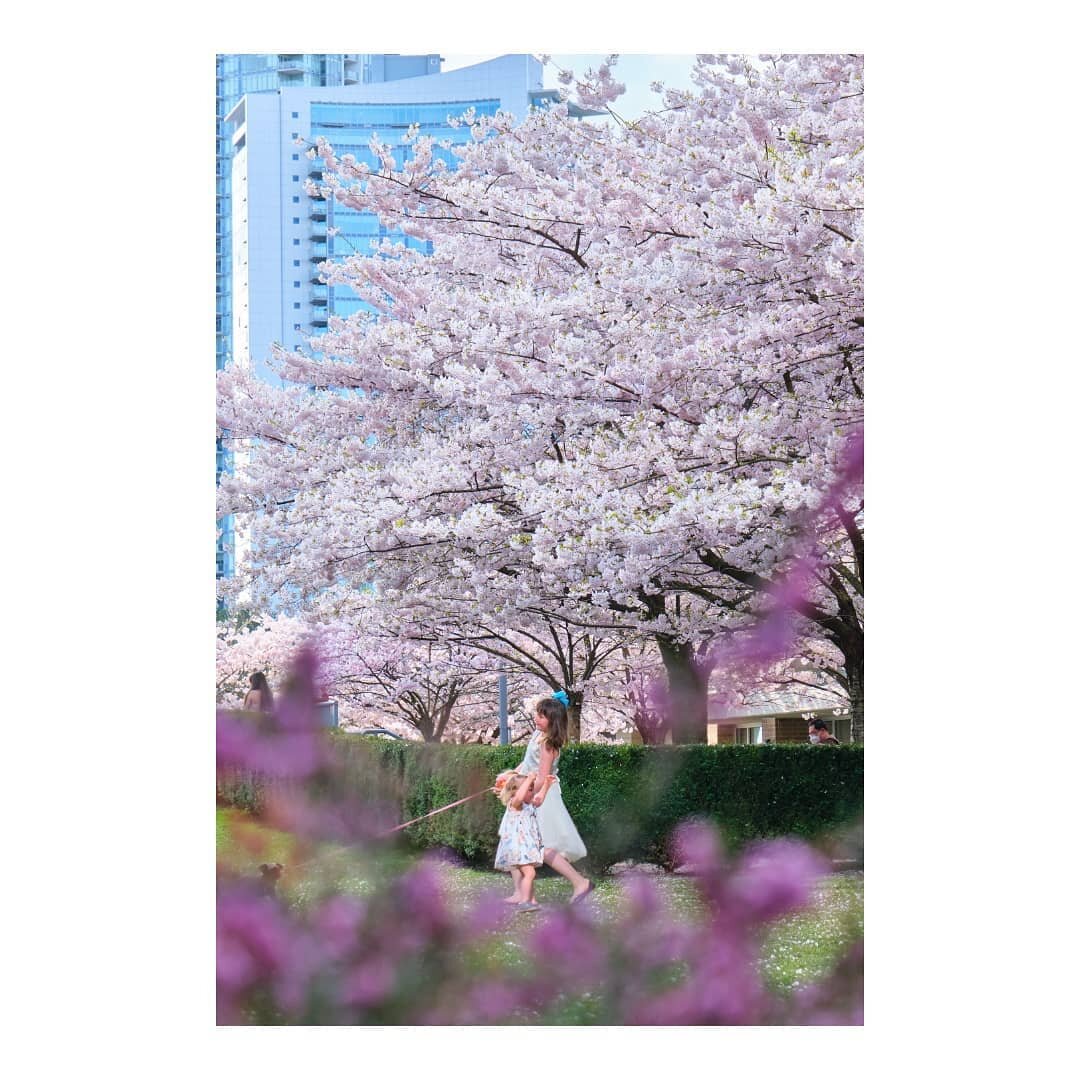 🌸🌸💃🏼🌸🌸

#canada #britishcolumbia #vancouver #burnaby #brentwood #cherryblossomgarden #cherryblossom #spring #springtime #springvibes #sakura #sakurablossom #桜 #photography #攝影 #fujifilm #discoverearth #photodiary #20210408