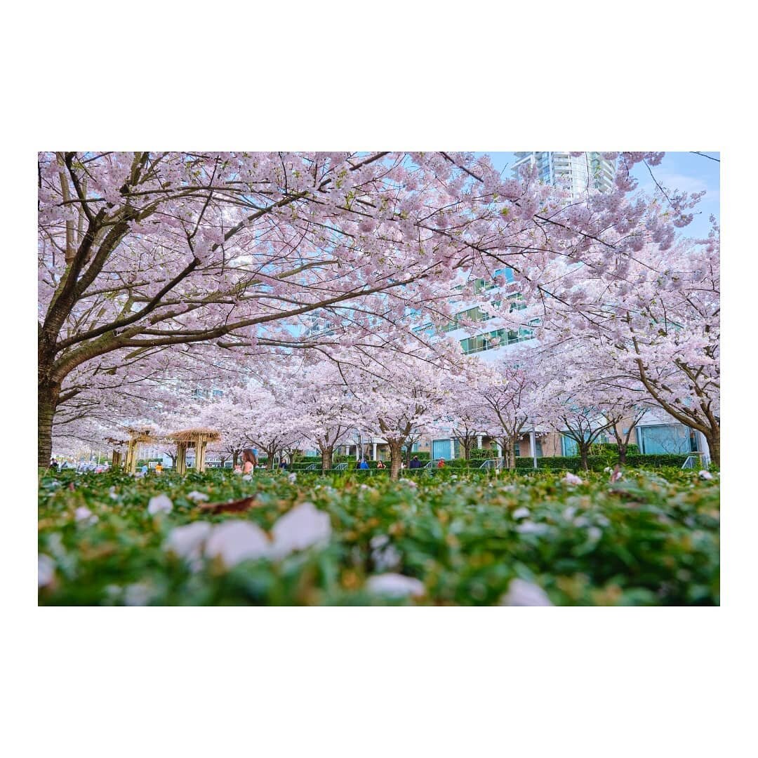 🌸🌸🏃&zwj;♂️🌸🌸

#canada #britishcolumbia #vancouver #burnaby #brentwood #cherryblossomgarden #cherryblossom #spring #springtime #springvibes #sakura #sakurablossom #桜 #photography #攝影 #fujifilm #discoverearth #photodiary #20210408