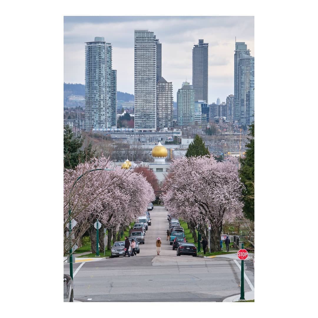 🏙️🌸🌸🕌🌸🌸🏙️

#canada #britishcolumbia #vancouver #cherryblossom #spring #springtime #springvibes #sakura #sakurablossom #桜 #sunrisepark #sikhtemple #photography #攝影 #fujifilm #discoverearth #photodiary #20210326