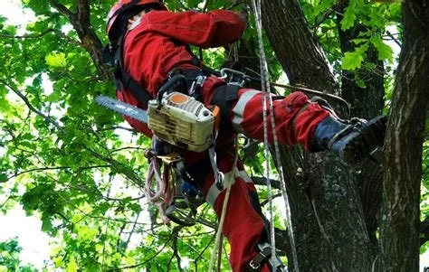Kyle King Tree Care / April 2026