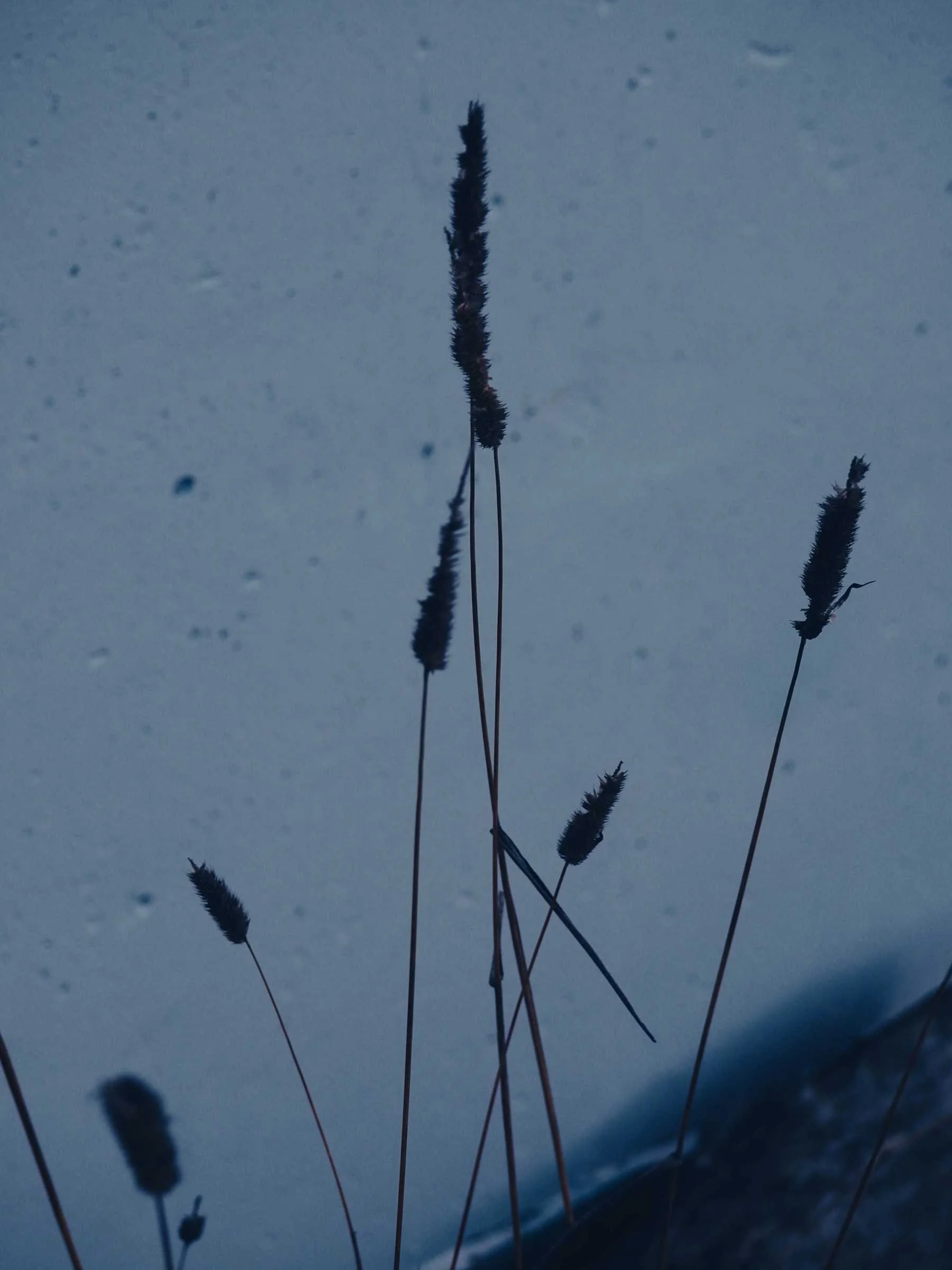 Close-up of tall grasses with seed heads against a dark sky, likely during dusk or dawn.