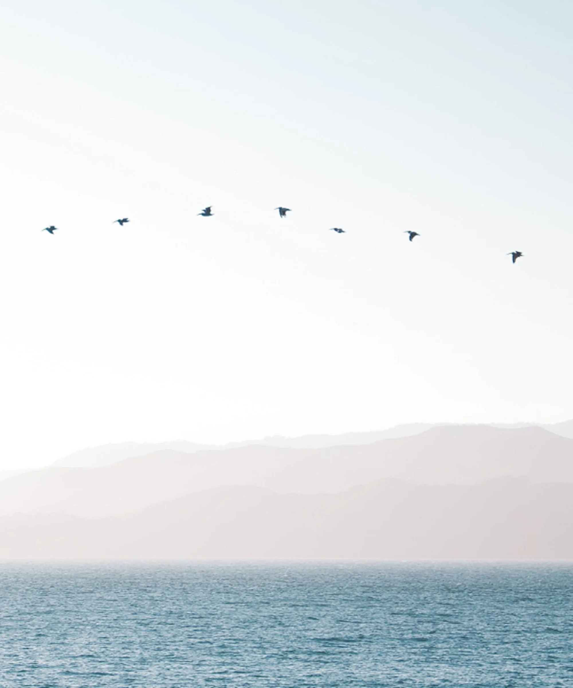 A horizon line with calm ocean water in the foreground and a pale sky in the background. Seven birds are flying in the sky.