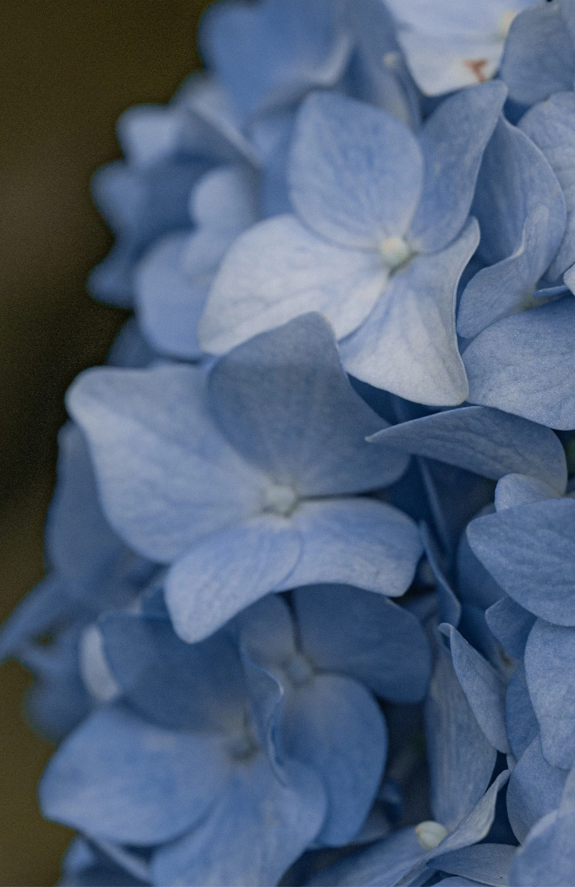 Close-up image of light blue hydrangea flowers with soft petals.