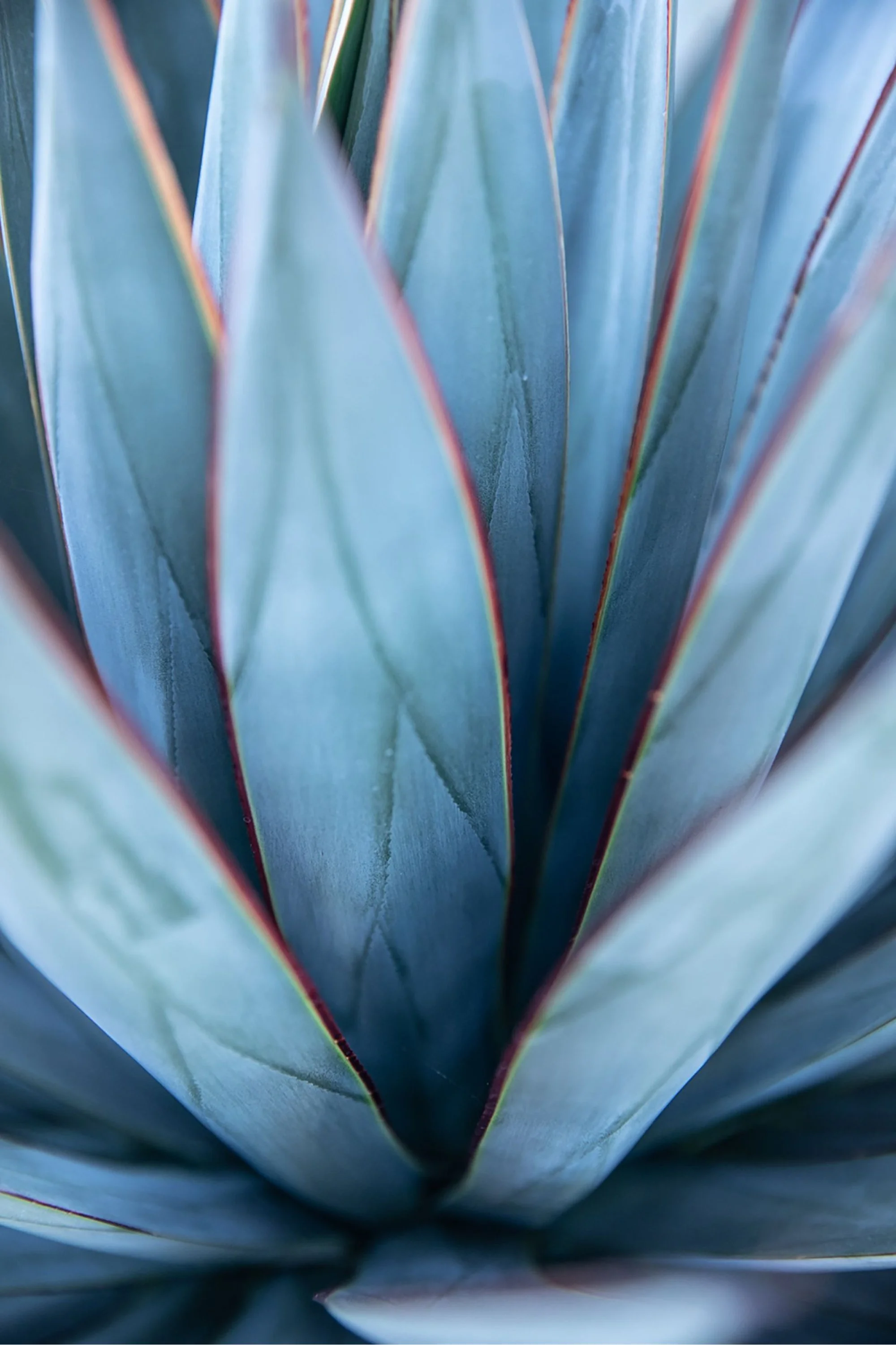Close-up of succulent desert plant leaves with pointed tips and reddish edges.